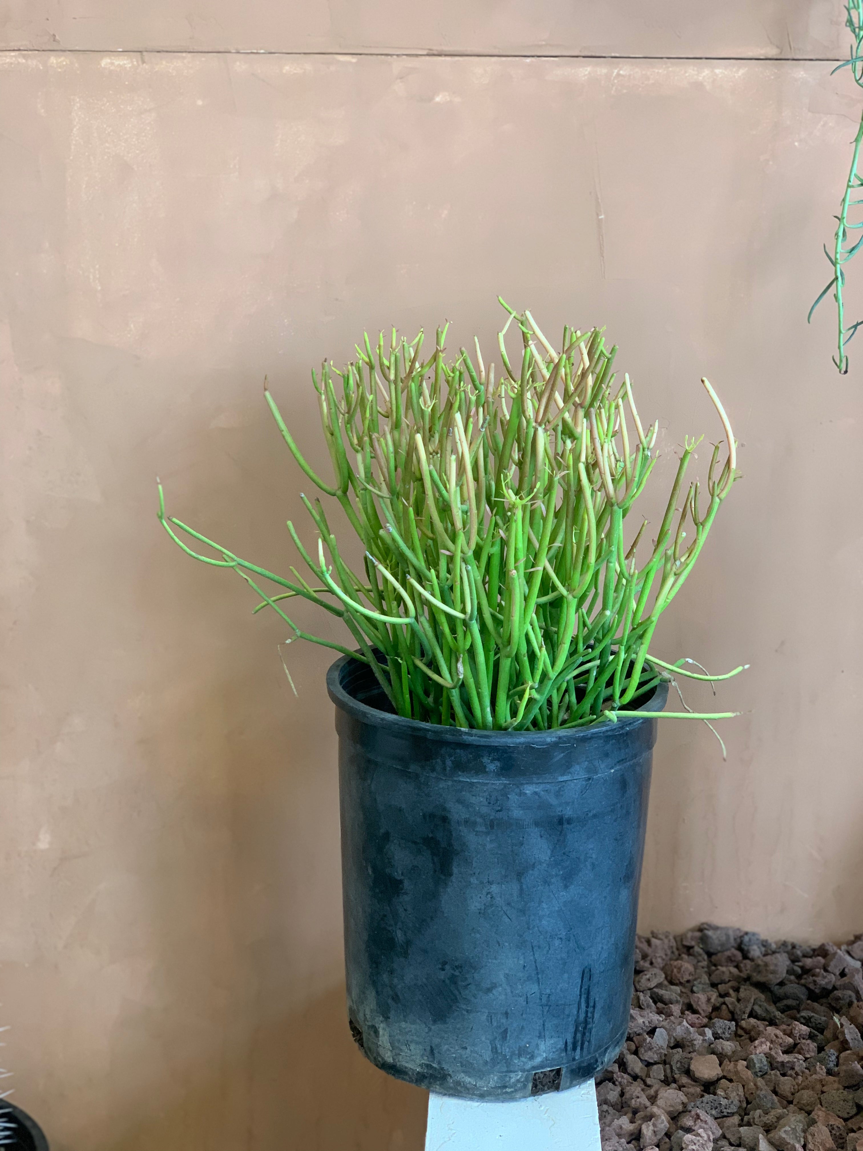 firestick pencil cactus plant Euphorbia Tirucalli (Fire Stick) – Desert Rose Cactus Lounge