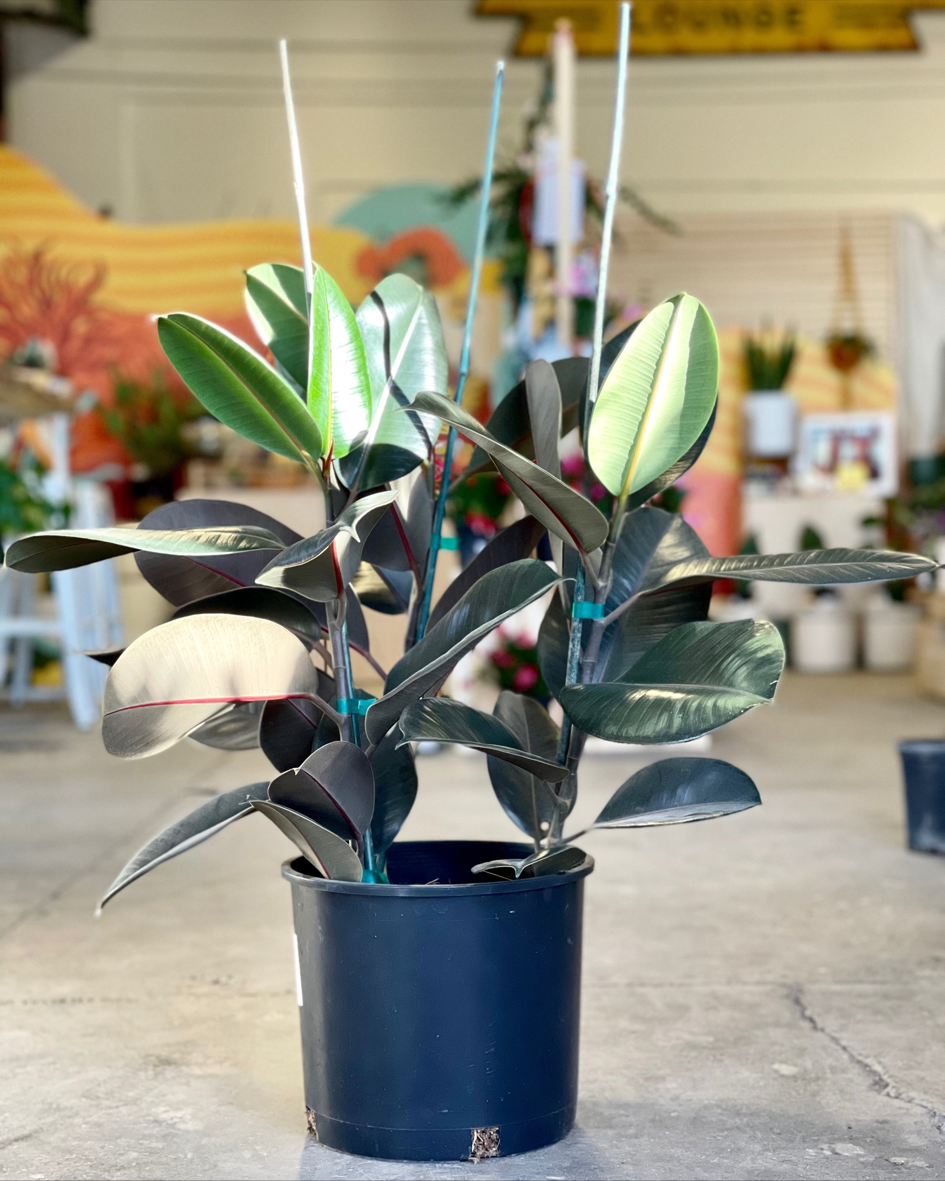 buy rubber tree near me Ficus Elastica Burgundy (Rubber Tree) – Desert Rose Cactus Lounge