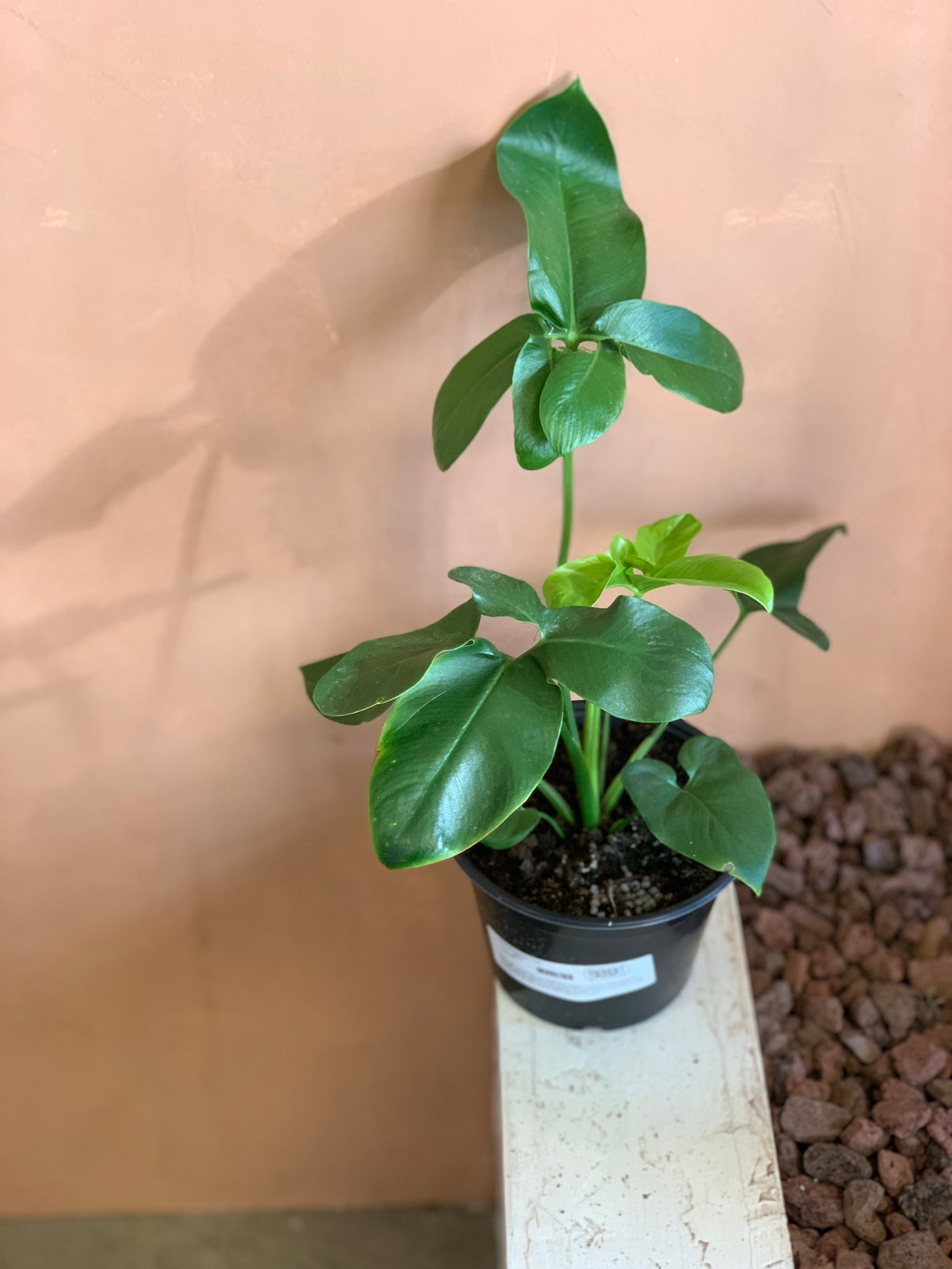 fun bun philodendron Philodendron 'Fun Bun' – Desert Rose Cactus Lounge