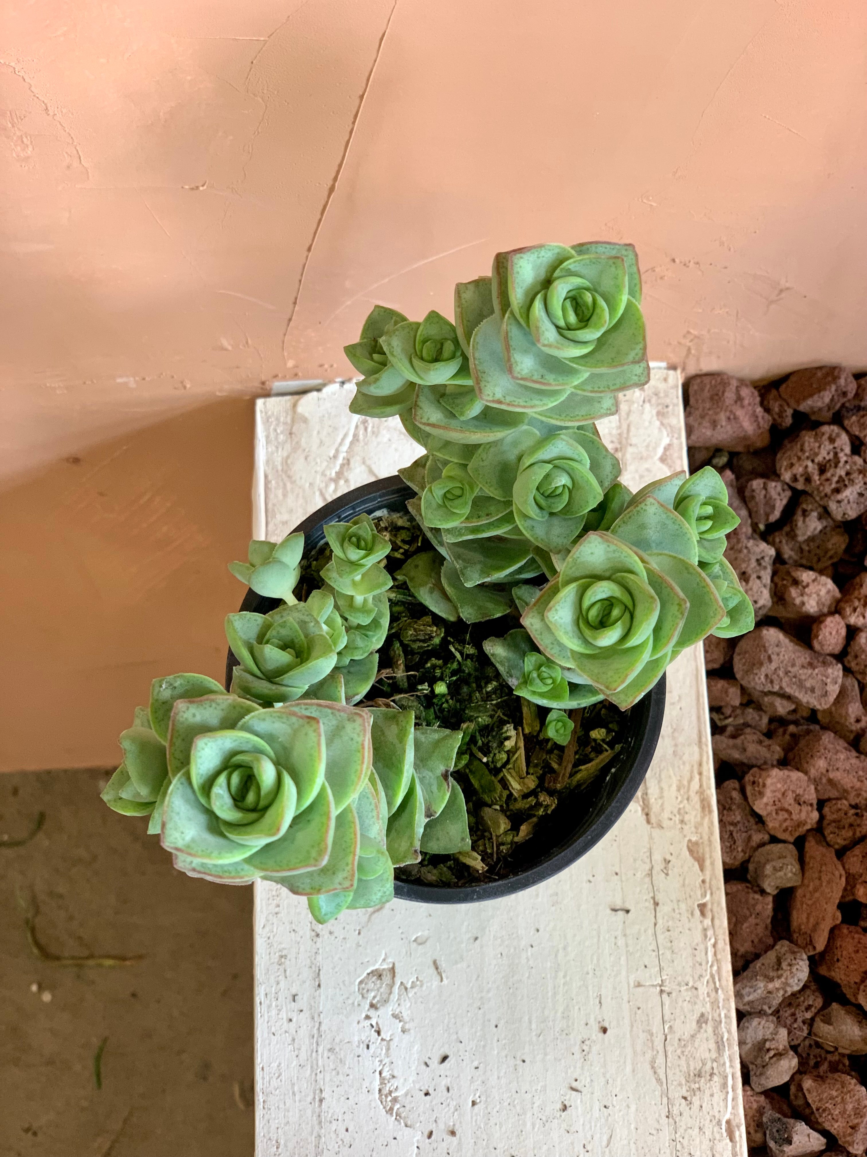 Crassula Perforata - String of Buttons