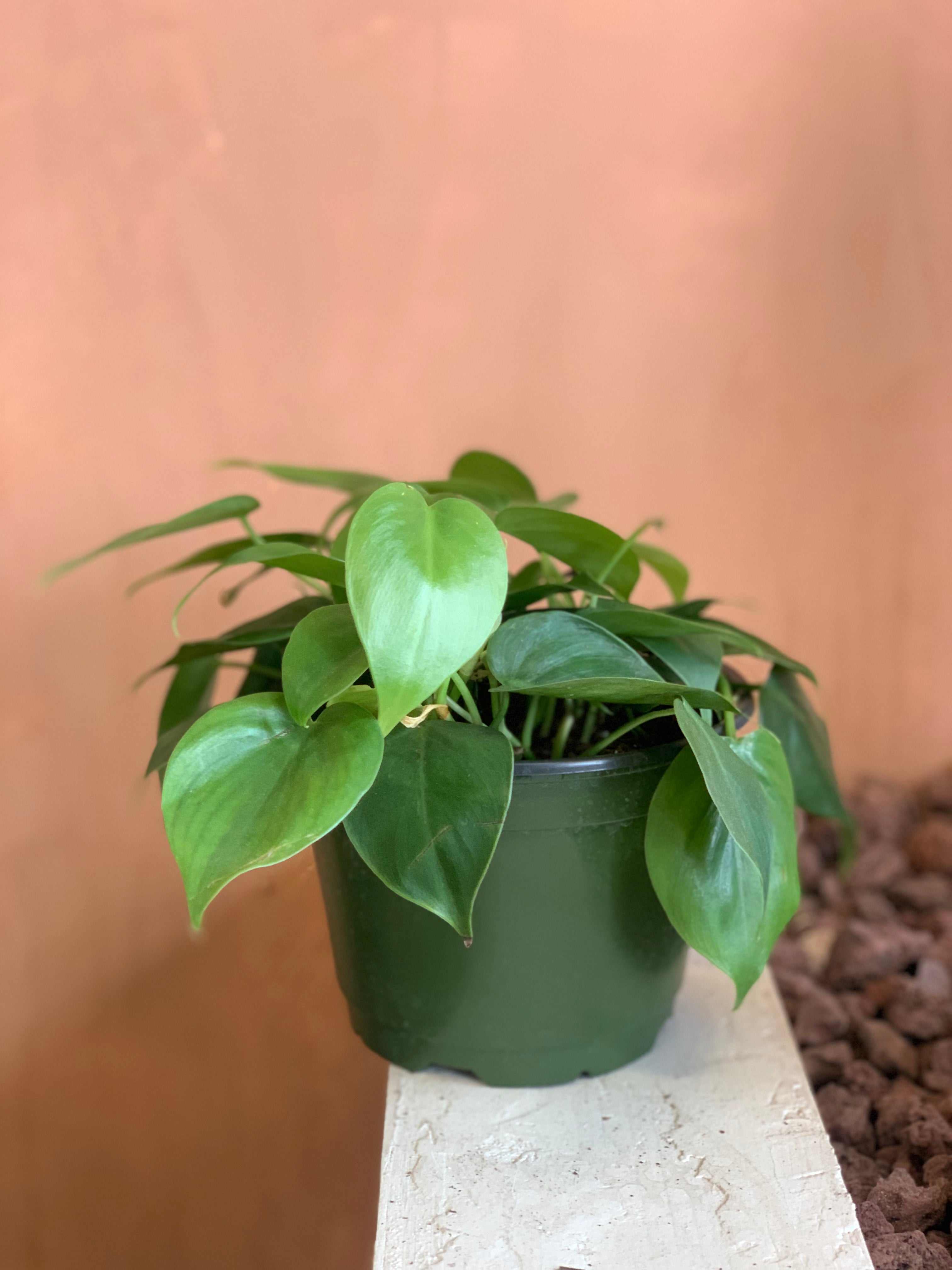 philodendron cordatum indoors Philodendron Cordatum – Desert Rose Cactus Lounge