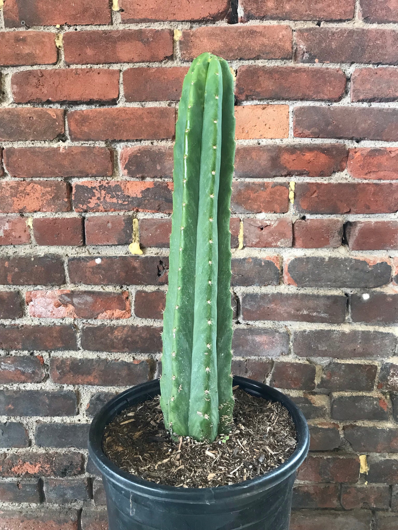 hydroponic san pedro cactus Echinopsis pachanoi 'San Pedro' – Desert Rose Cactus Lounge