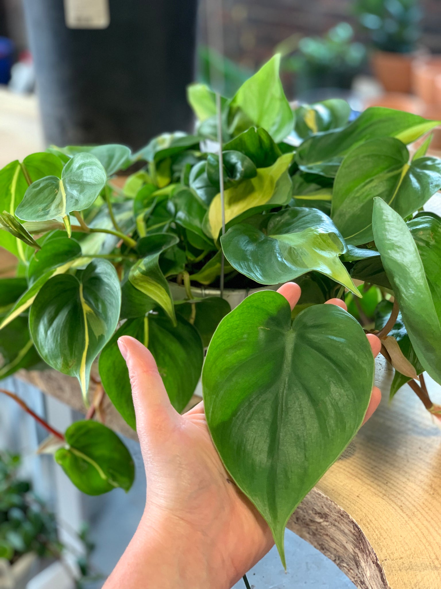 variegated philodendron cordatum Philodendron Cordatum Variegated – Desert Rose Cactus Lounge