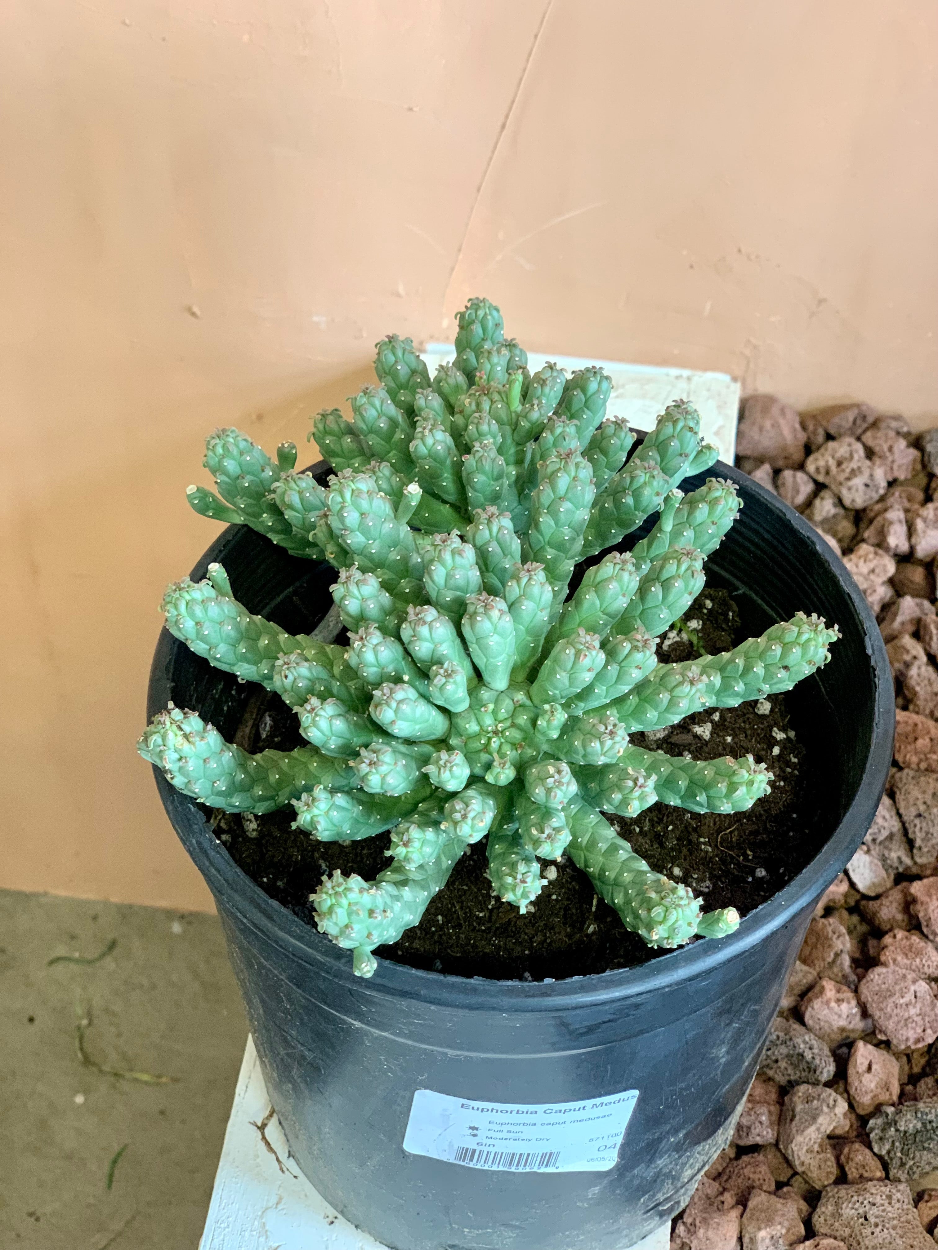 medusa succulent plant Euphorbia Caput Medusa – Desert Rose Cactus Lounge