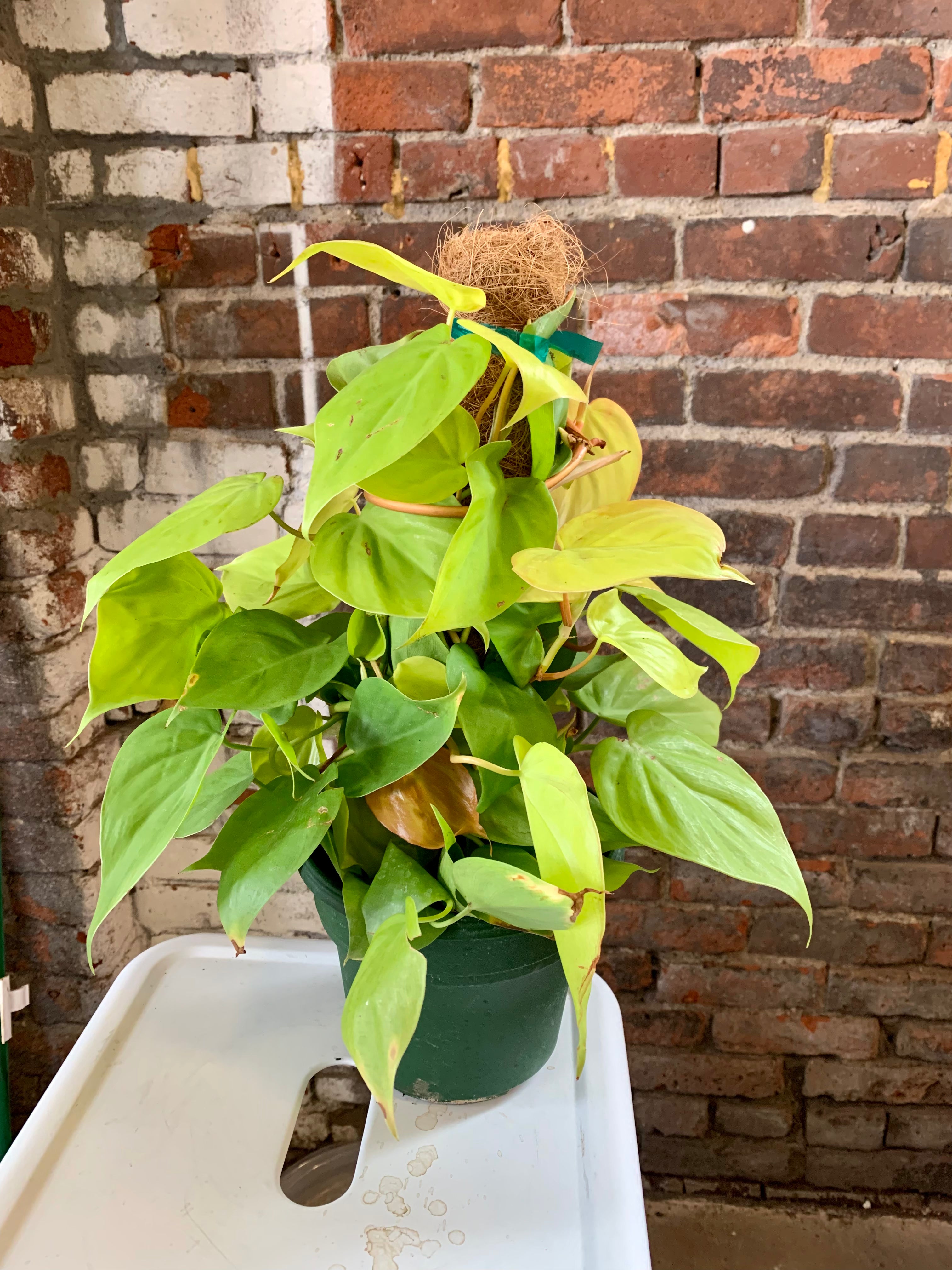 lime green philodendron Philodendron "Lemon Lime" – Desert Rose Cactus Lounge