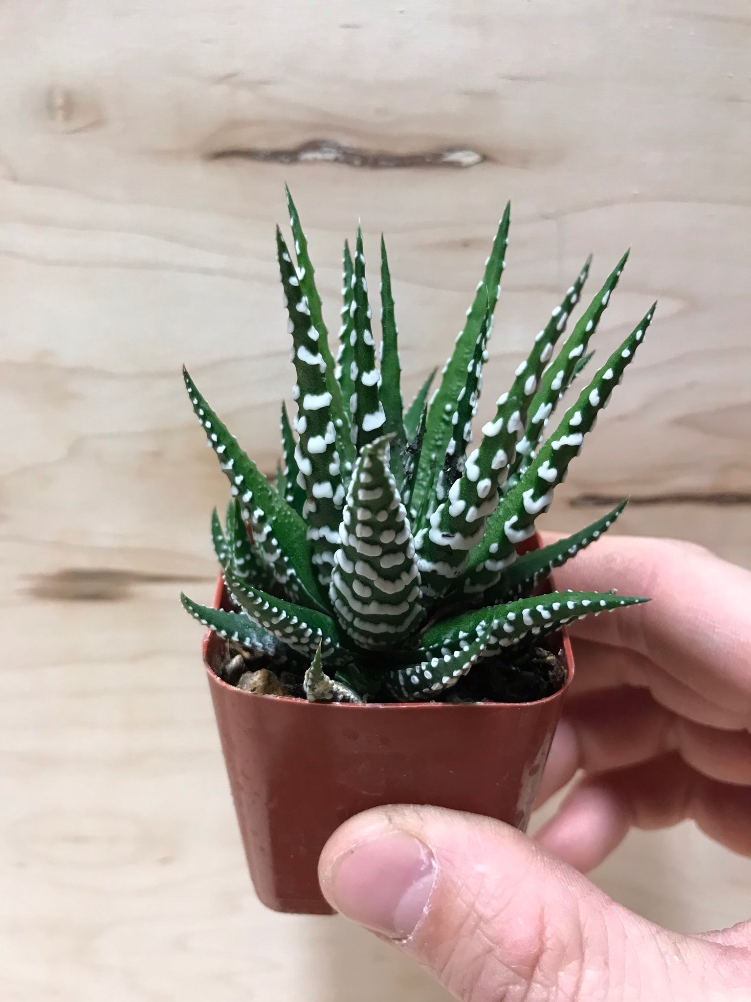 zebra succulent varieties Haworthia Fasciata "Zebra" – Desert Rose Cactus Lounge