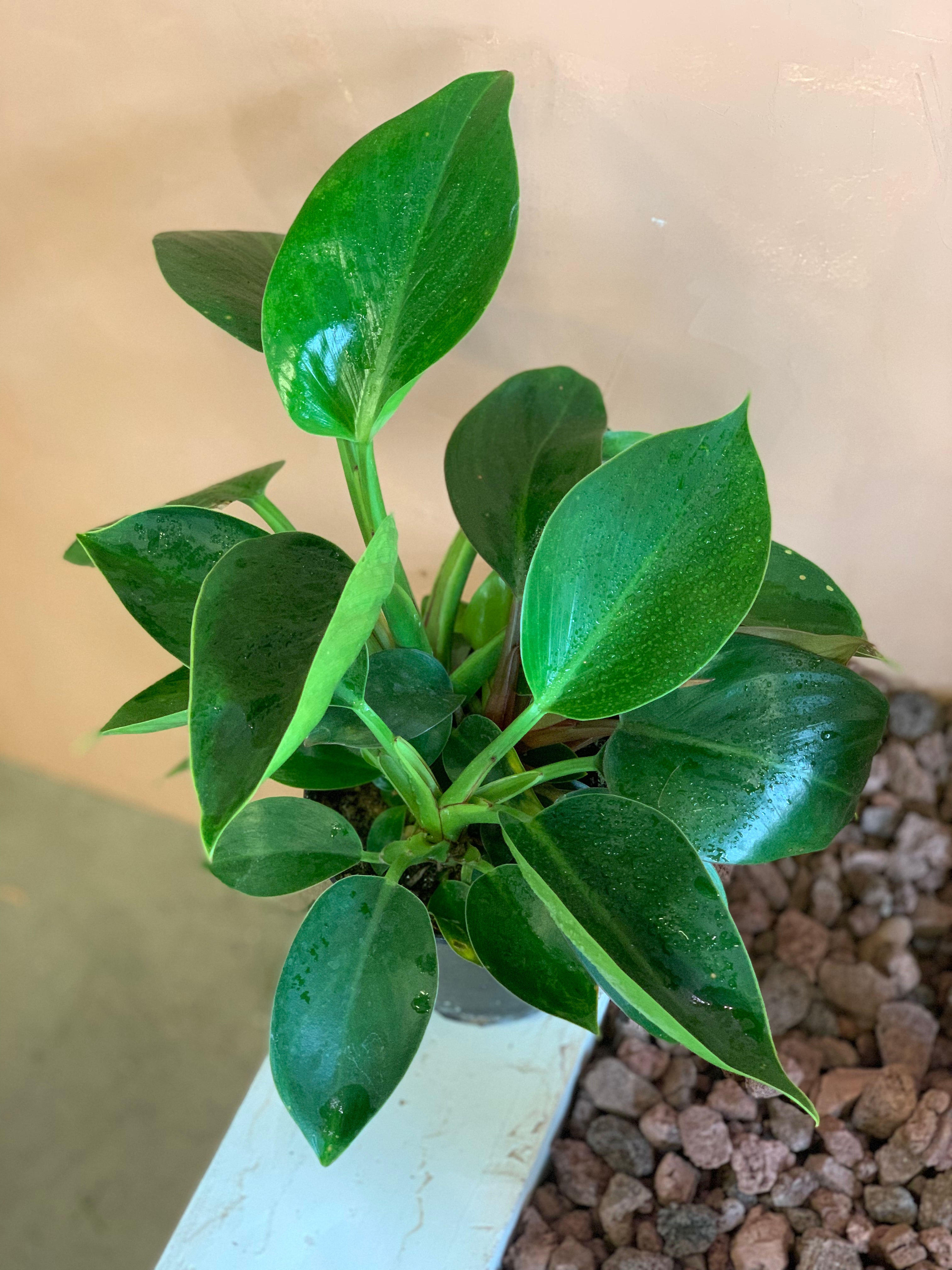 philodendron green princess rare Philodendron Green Princess – Desert Rose Cactus Lounge