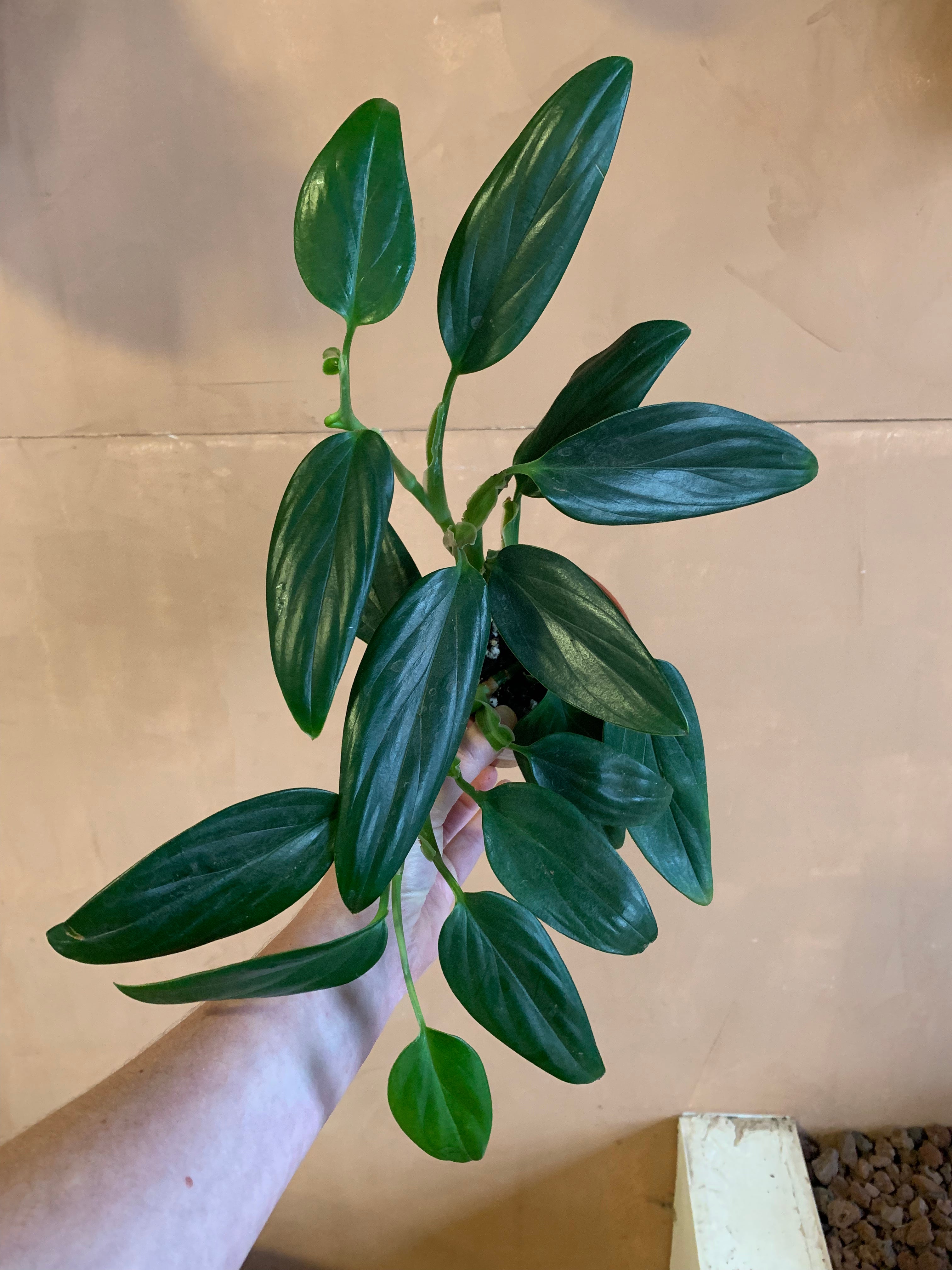 Philodendron guttiferum