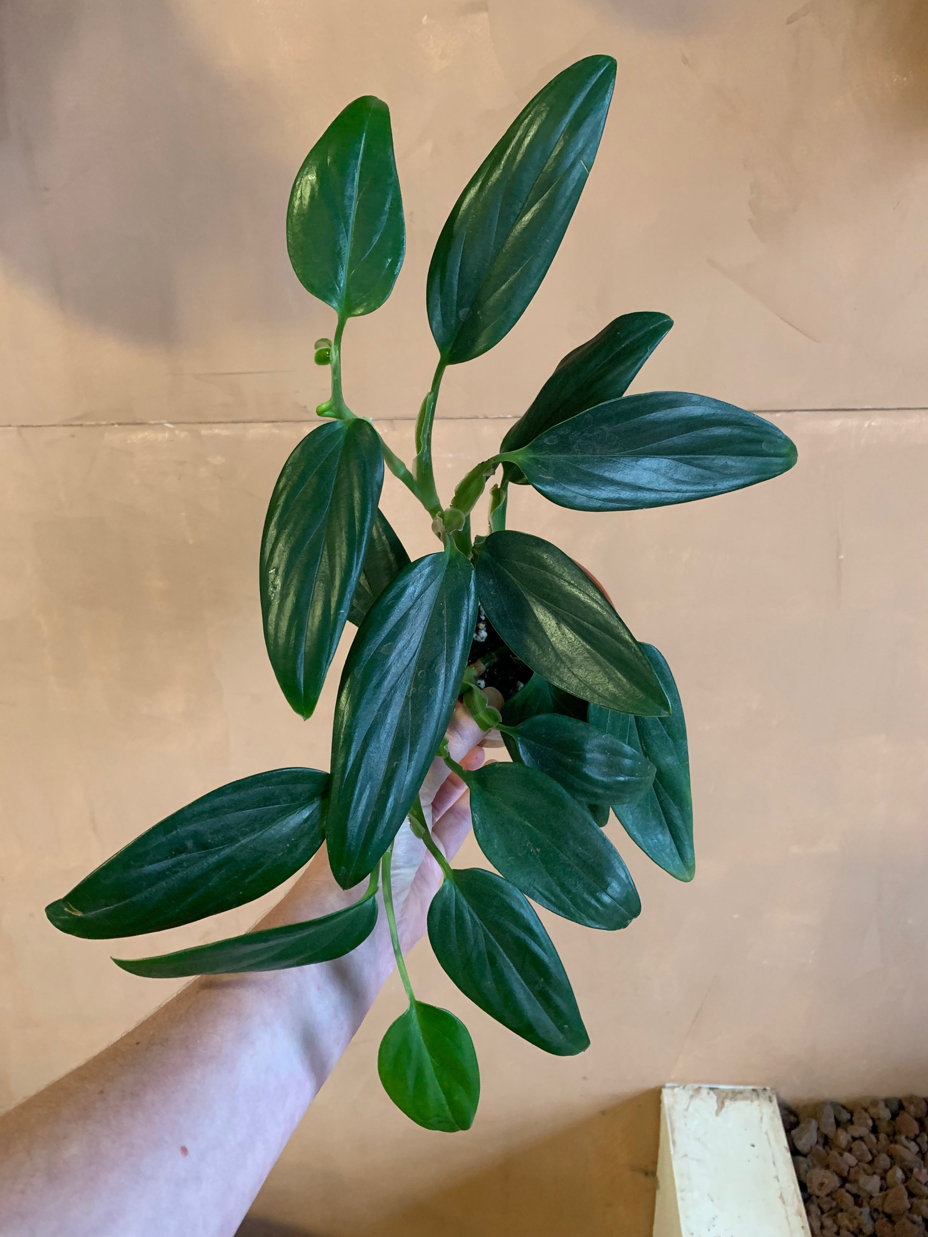 philodendron guttiferum Philodendron guttiferum – Desert Rose Cactus Lounge