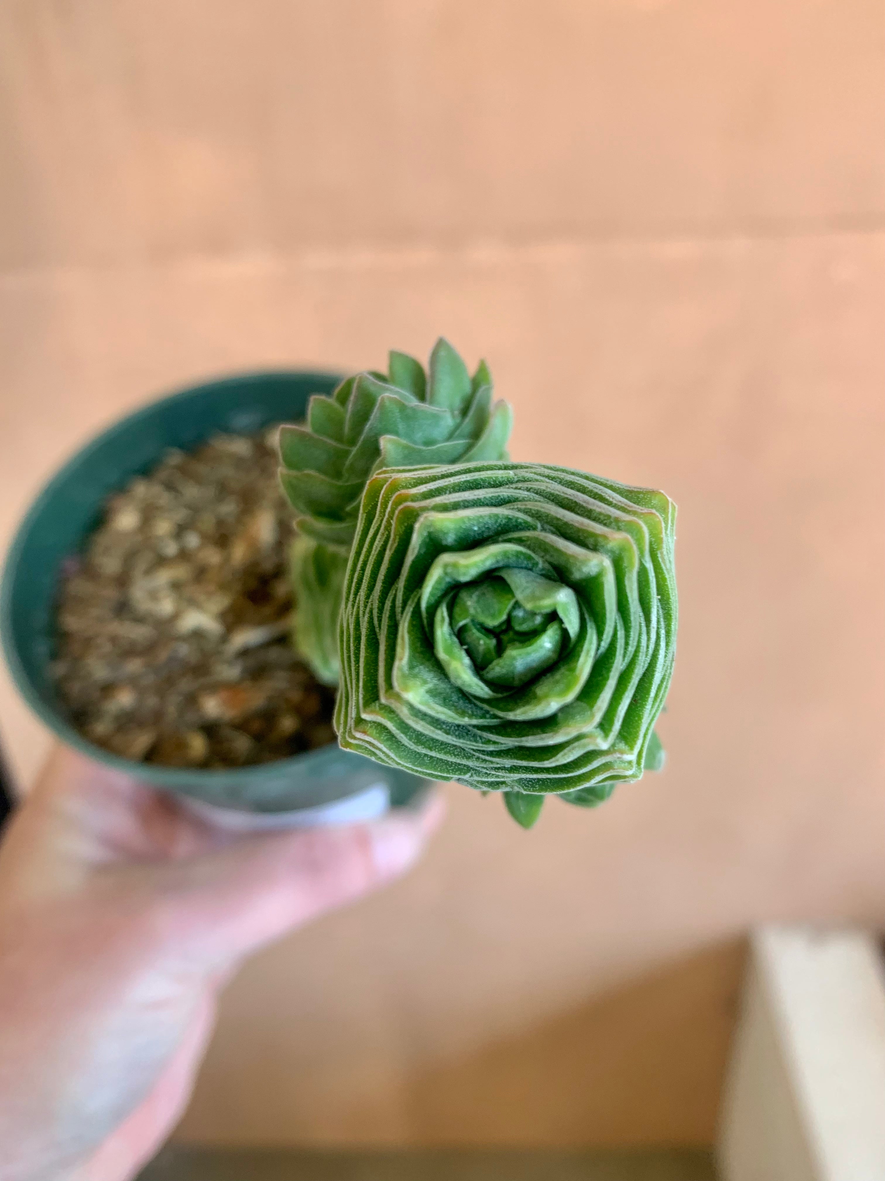 buddha's temple succulent plant Crassula 'Buddha's Temple' – Desert Rose Cactus Lounge