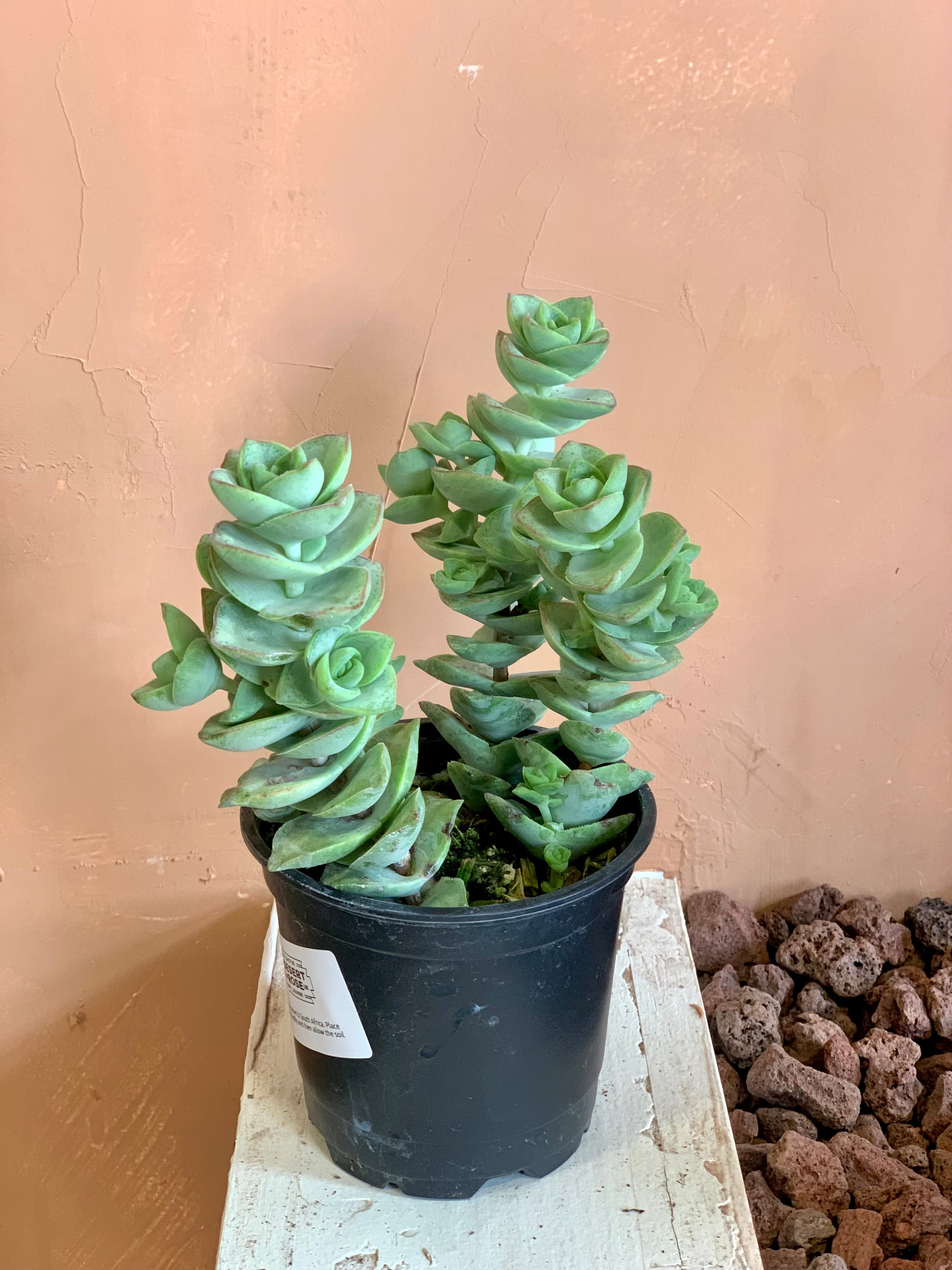 Crassula Perforata - String of Buttons