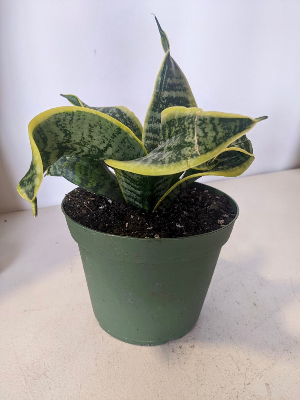 sansevieria twisted Sansevieria Twisted Sister – Desert Rose Cactus Lounge