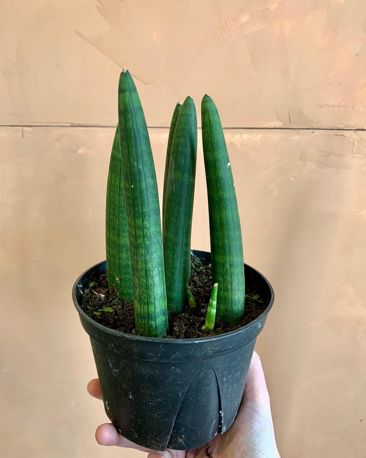 sansevieria fingers Sansevieria Cylindrica Boncel Fingers – Desert Rose Cactus Lounge