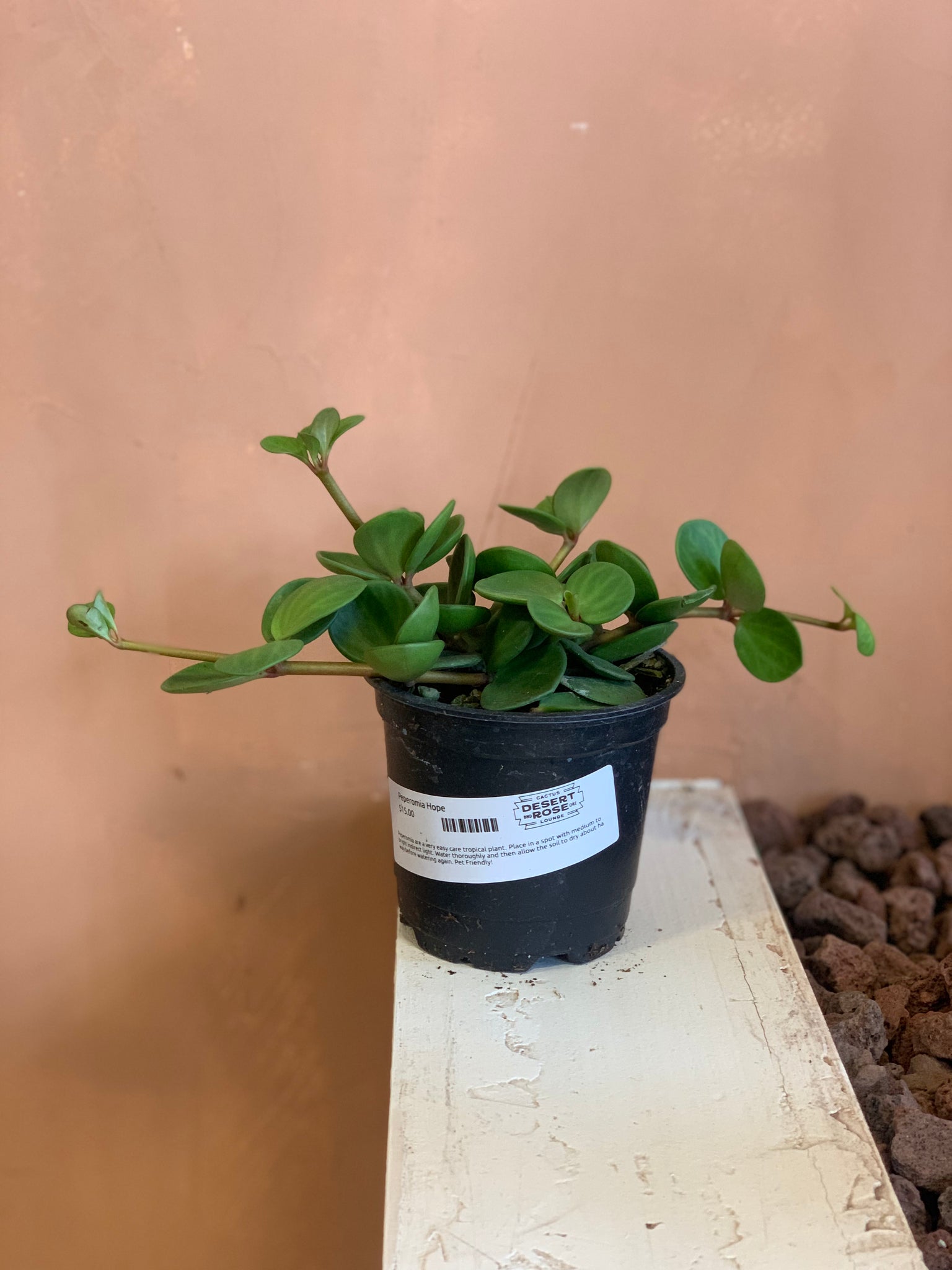 peperomia cactus soil Peperomia Hope – Desert Rose Cactus Lounge