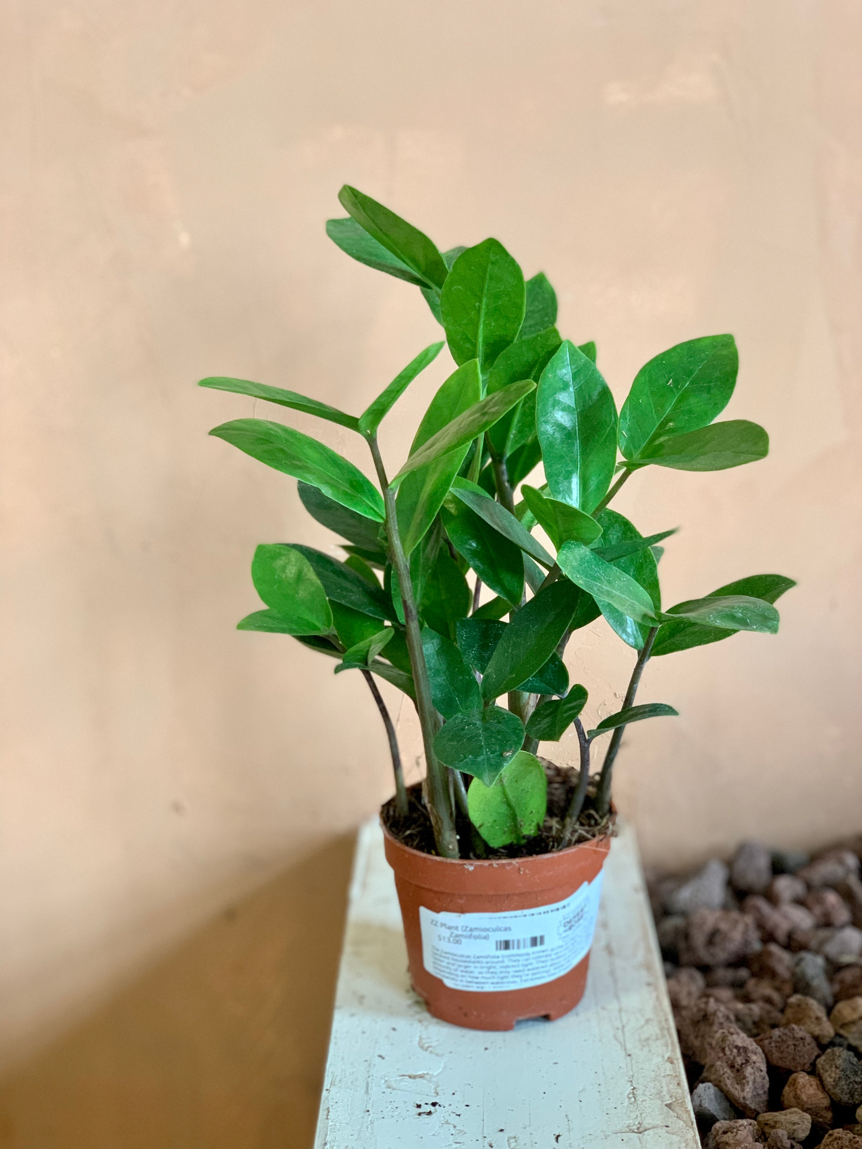 small zz plant ZZ Plant (Zamioculcas Zamiifolia) – Desert Rose Cactus Lounge