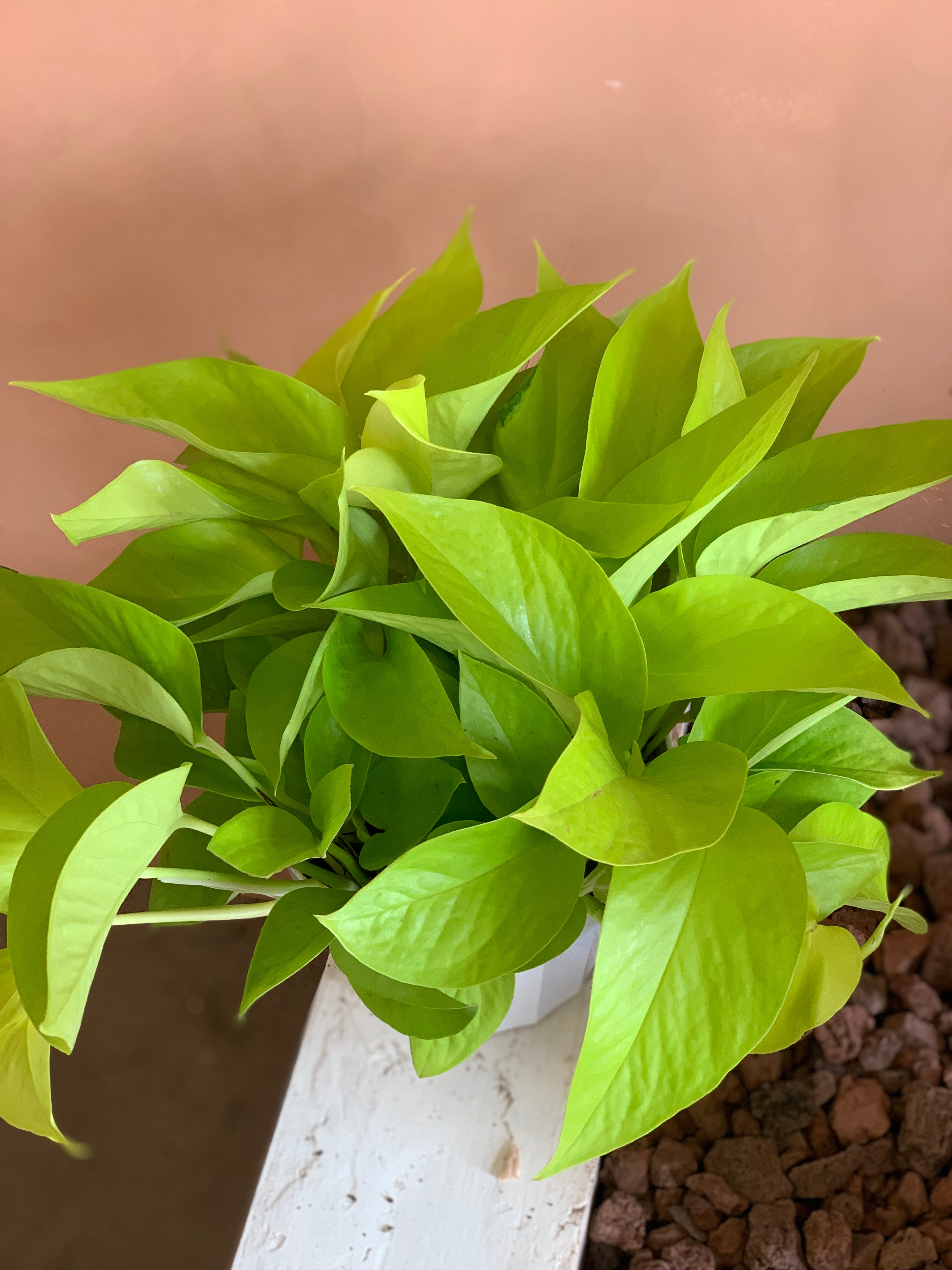 neon pothos low light Neon Pothos – Desert Rose Cactus Lounge