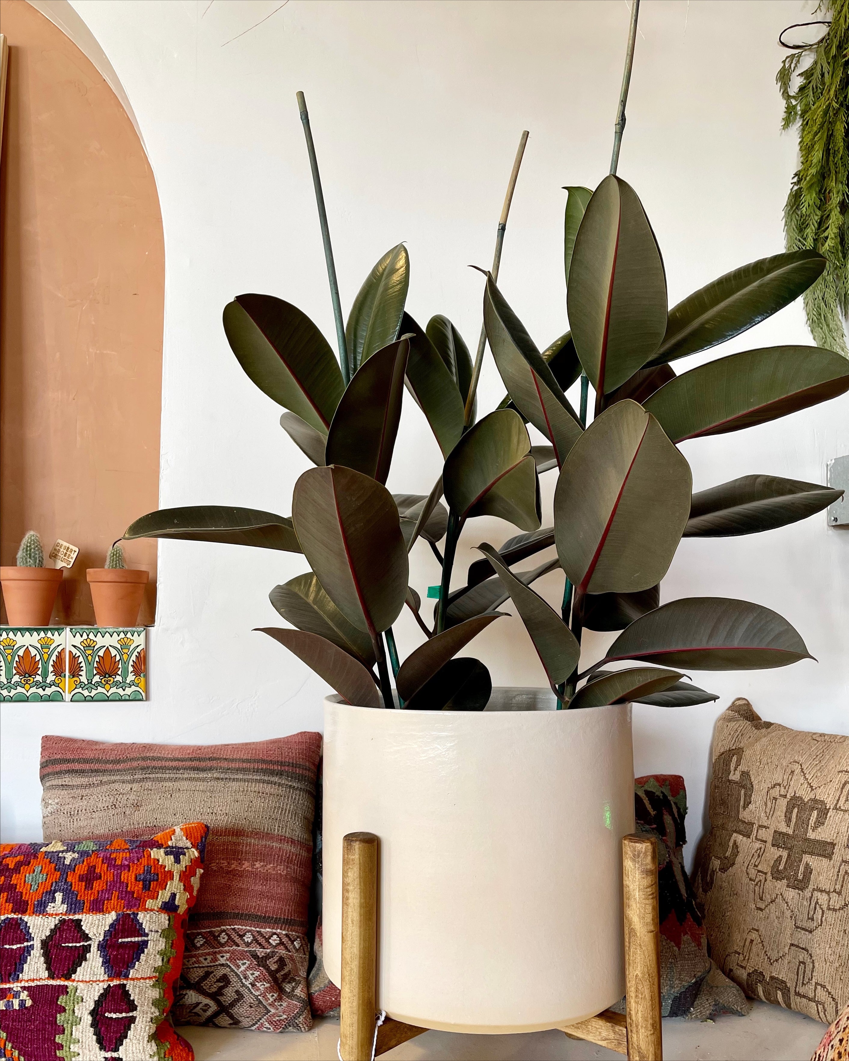 rubber tree interior design Ficus Elastica Burgundy (Rubber Tree) – Desert Rose Cactus Lounge