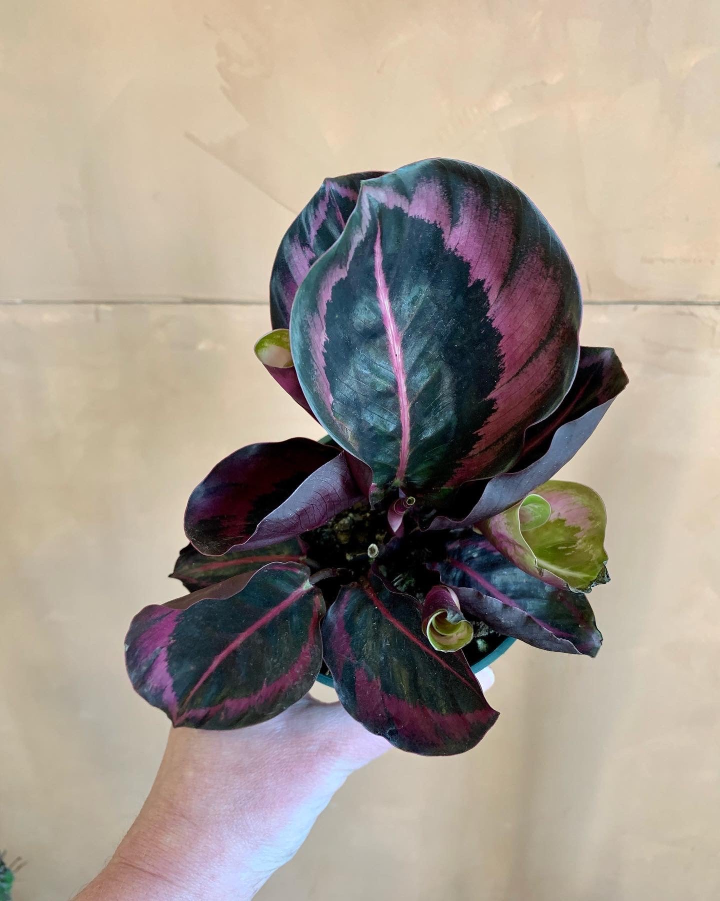 calathea princess Calathea 'Princess Jessie' – Desert Rose Cactus Lounge
