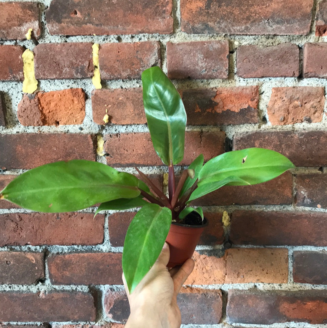 Philodendron Tangerine – Desert Rose Cactus Lounge