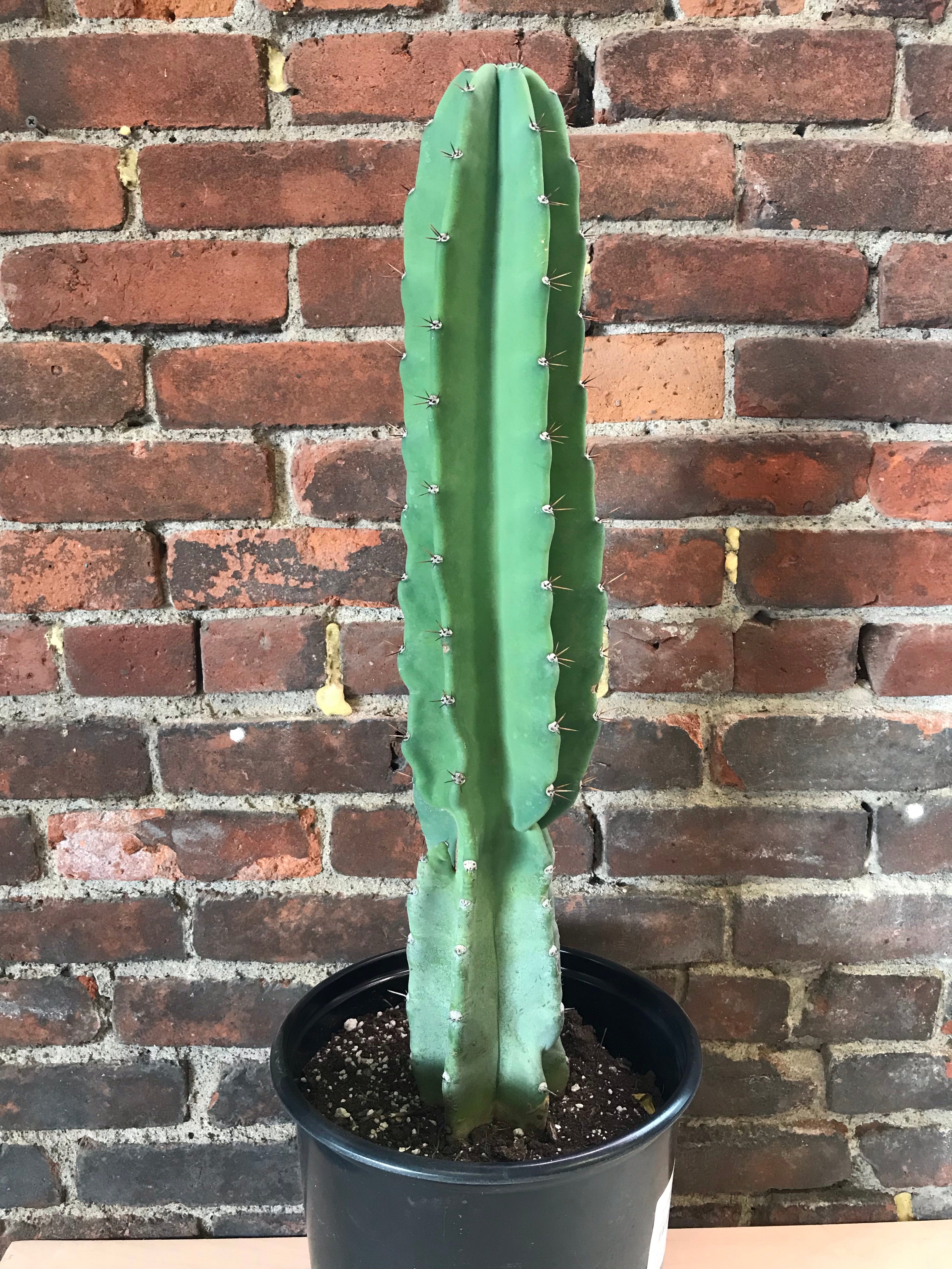 peruvian succulents Cereus Peruvianus – Desert Rose Cactus Lounge