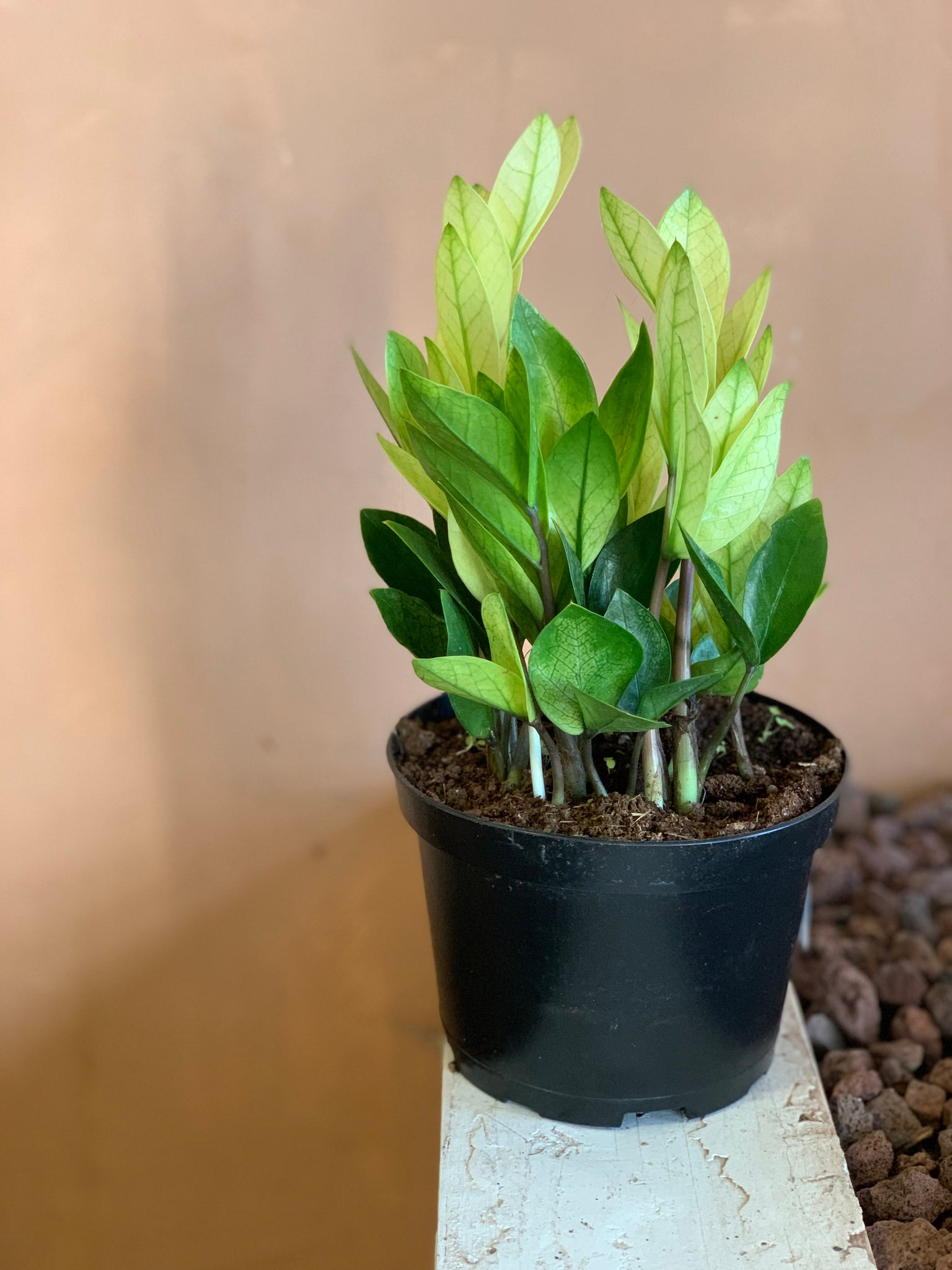 chameleon zz plant Zamioculcas zamiifolia zz 'Chameleon' – Desert Rose Cactus Lounge