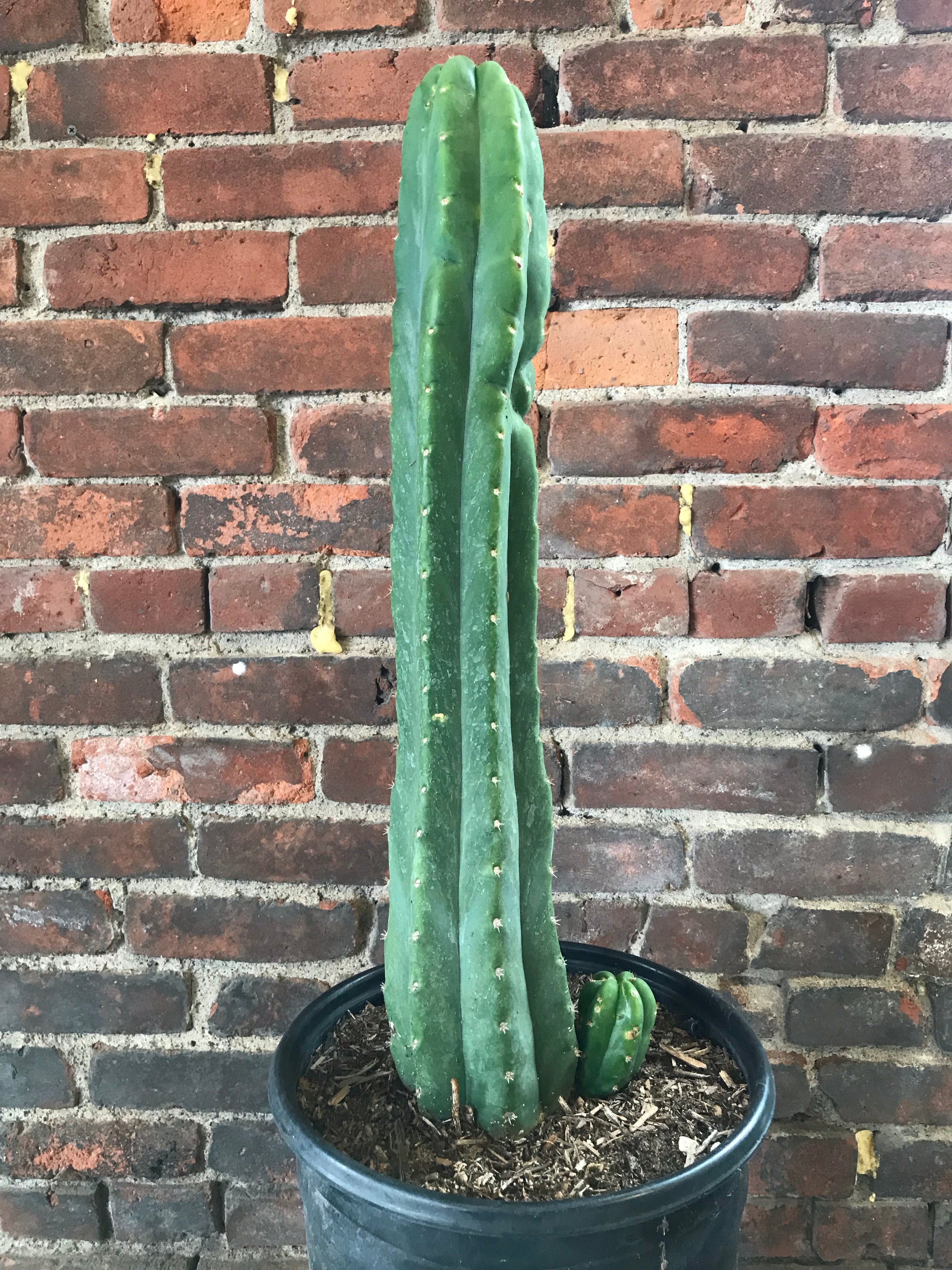 san pedro cactus erowid Echinopsis pachanoi 'San Pedro' – Desert Rose Cactus Lounge
