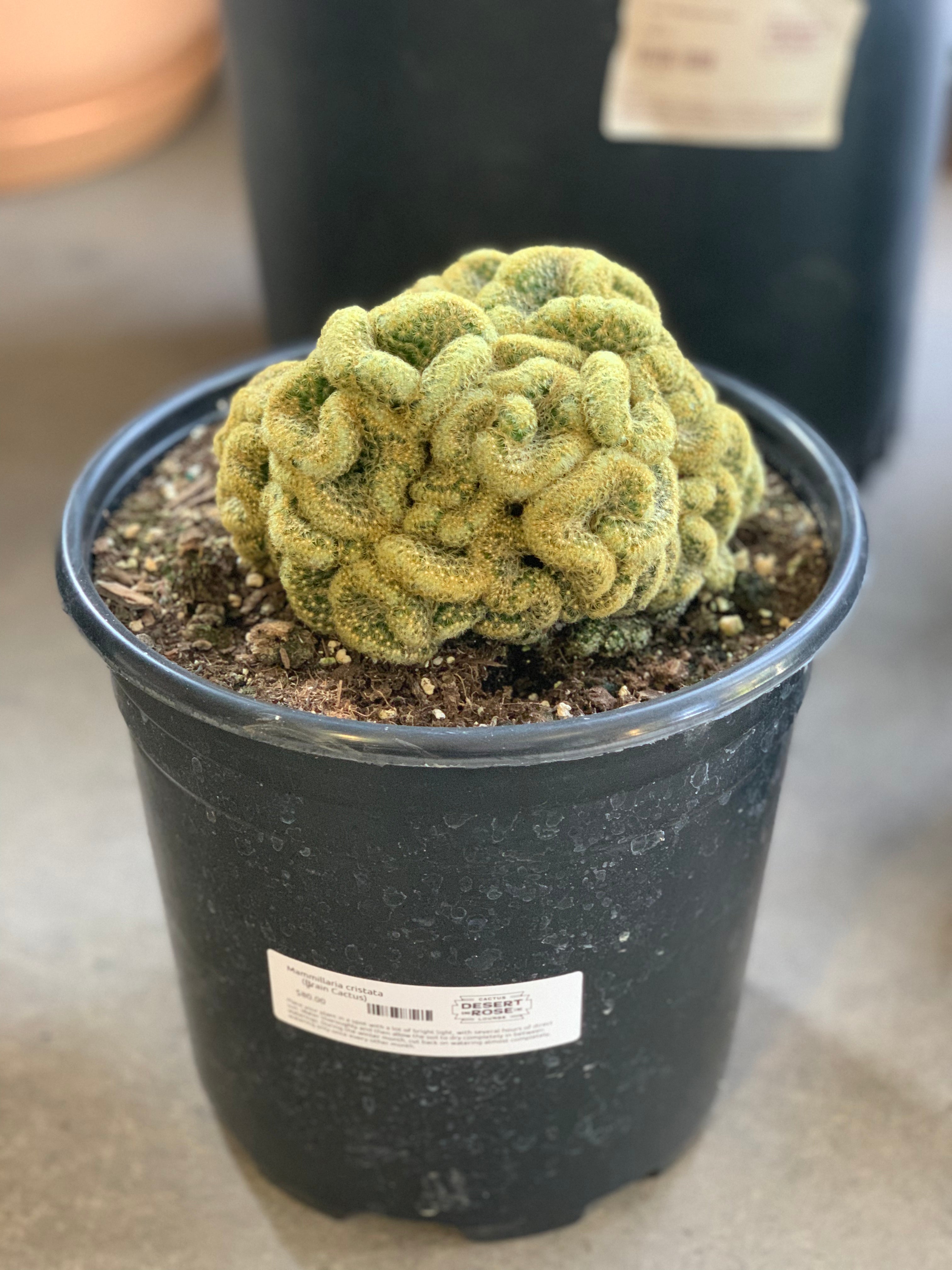 Mammillaria cristata (Brain Cactus)