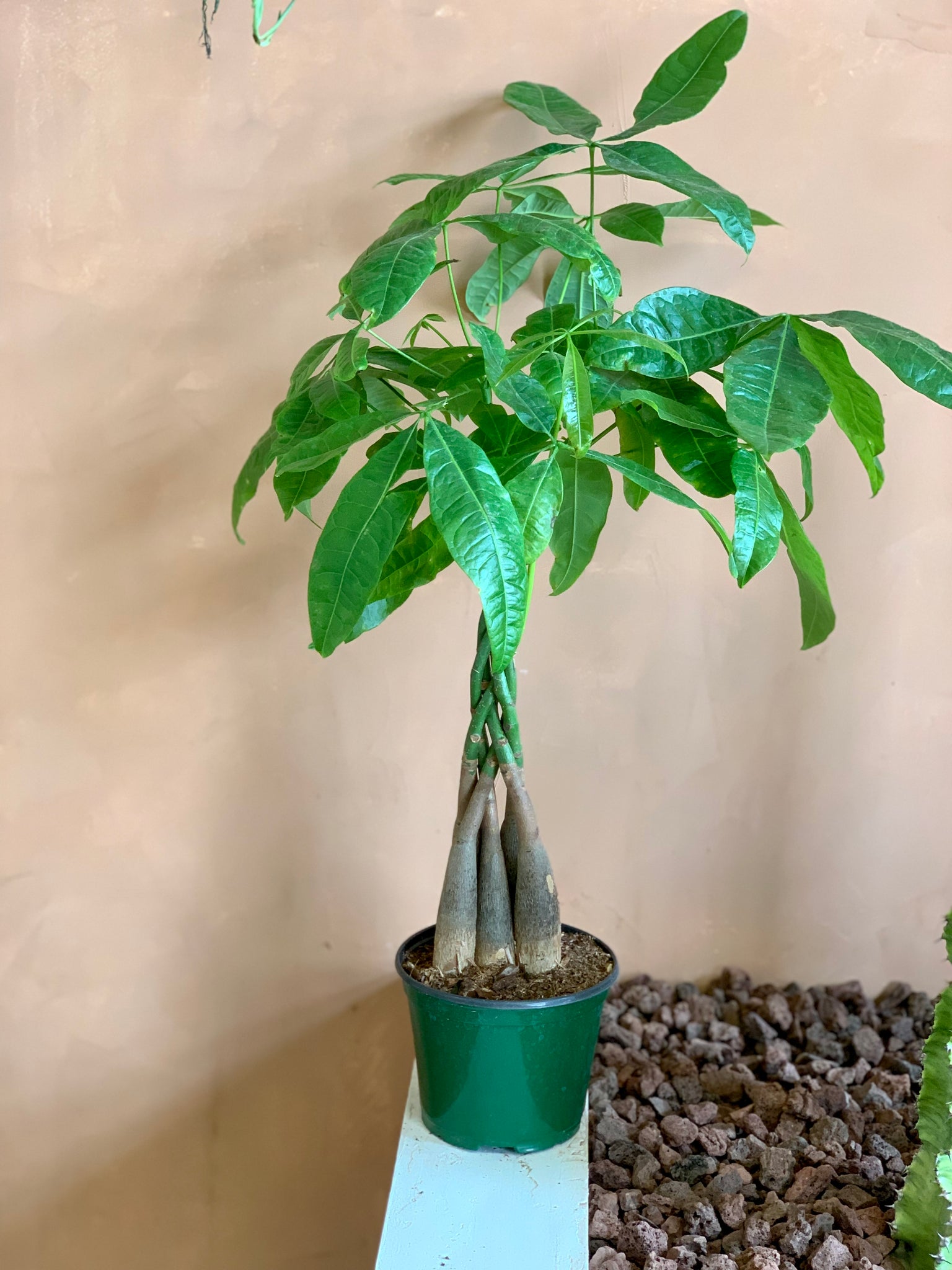 money cactus plant Pachira Aquatica "Money Tree" – Desert Rose Cactus Lounge
