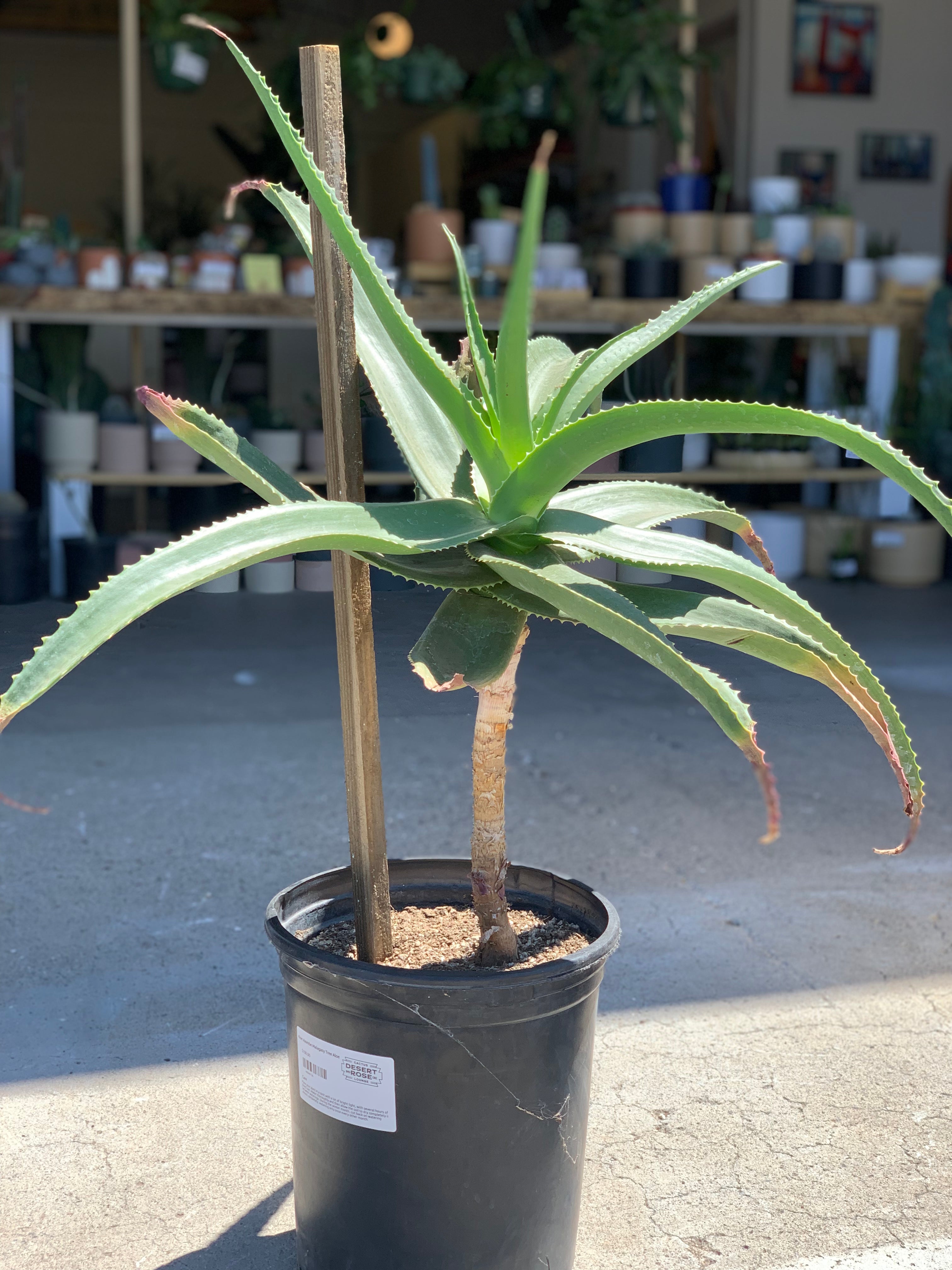 Aloe Vaombe Malagasy aka Tree Aloe