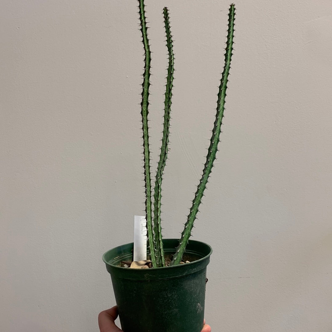 Euphorbia malevola