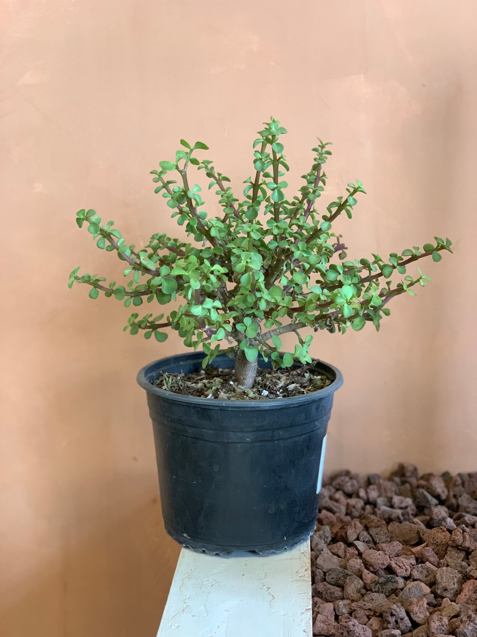 portulacaria afra pet safe Portulacaria Afra