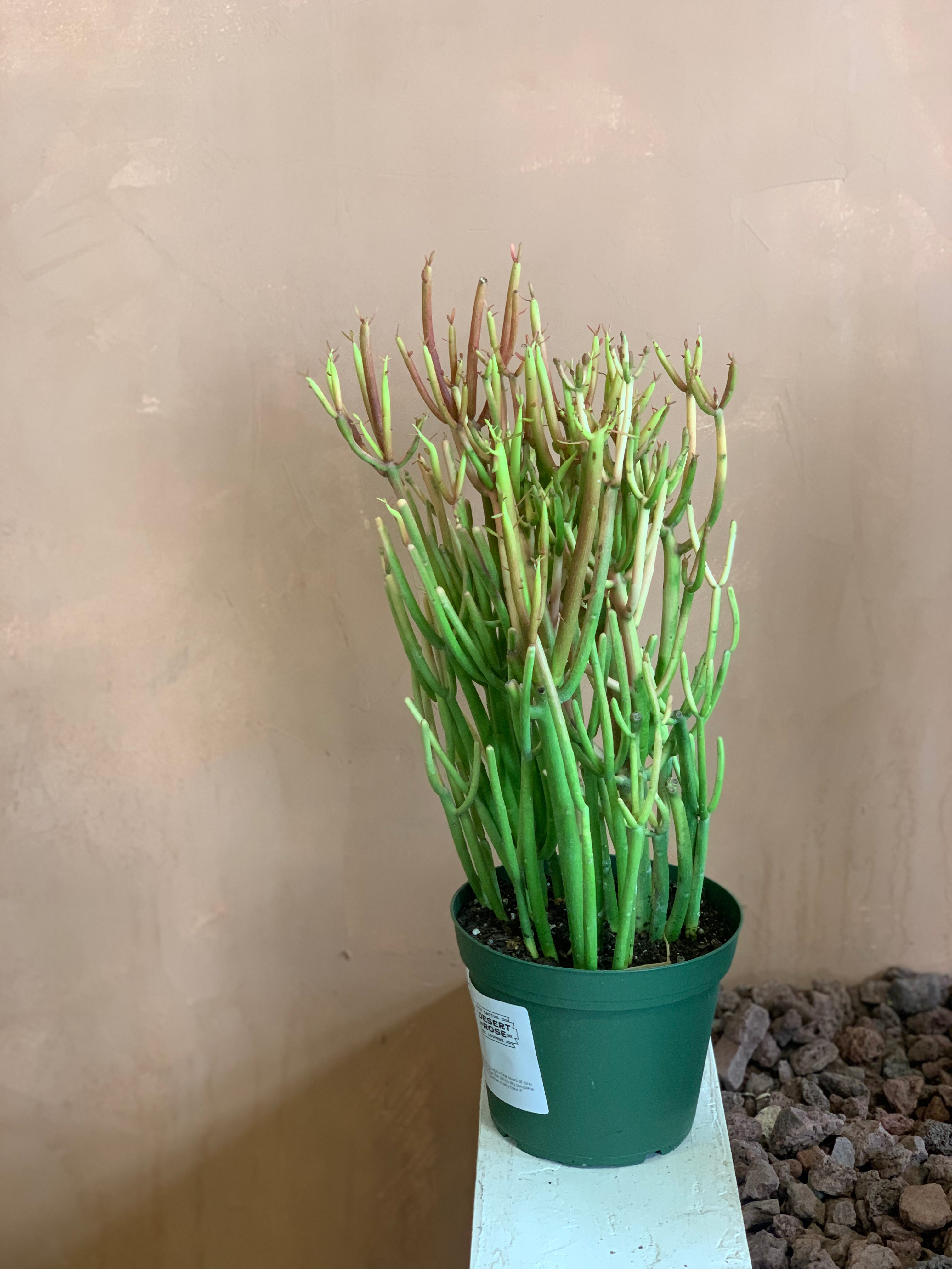 stick plant succulent Euphorbia Tirucalli (Fire Stick) – Desert Rose Cactus Lounge