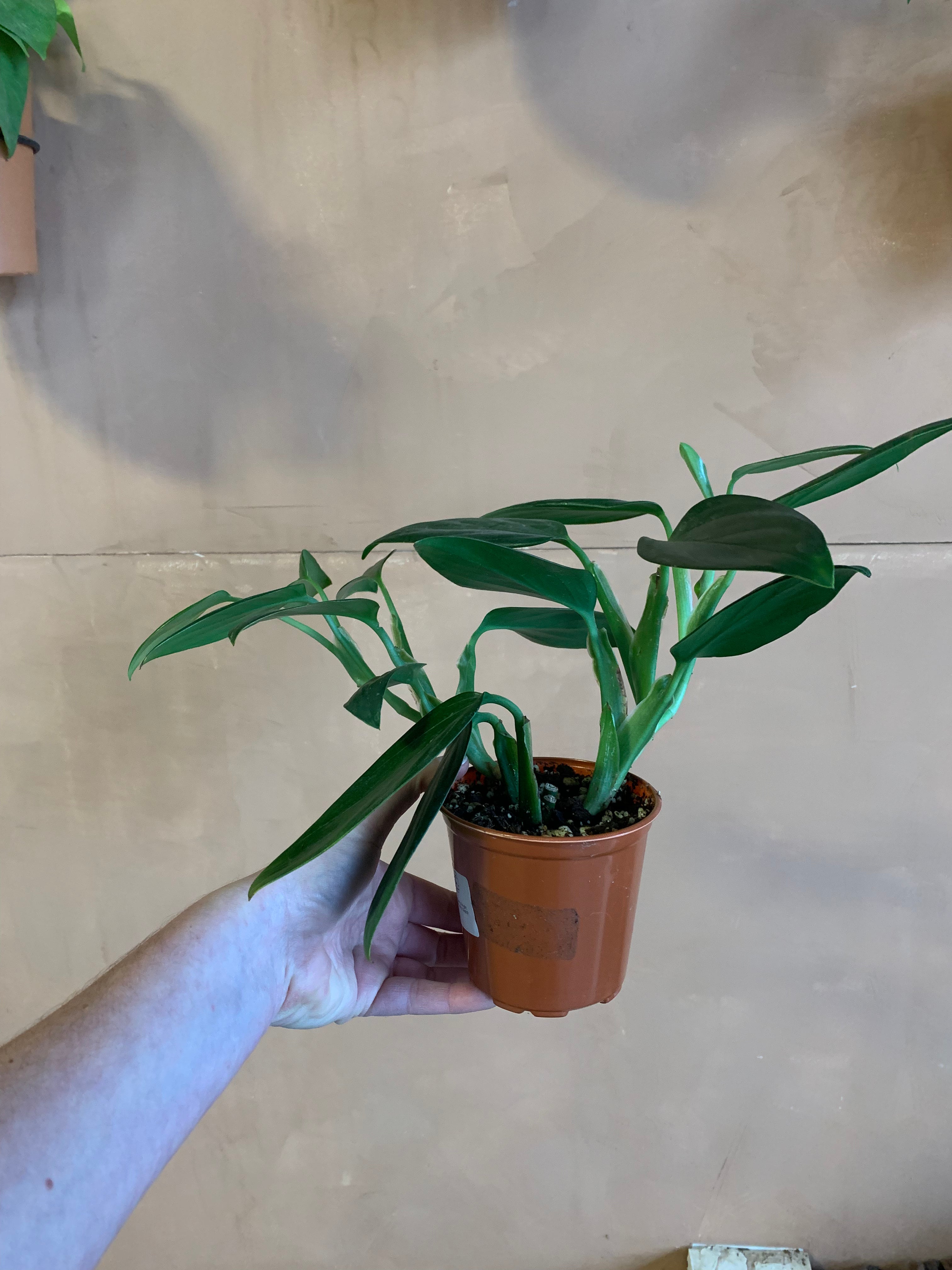 philodendron guttiferum Philodendron guttiferum – Desert Rose Cactus Lounge
