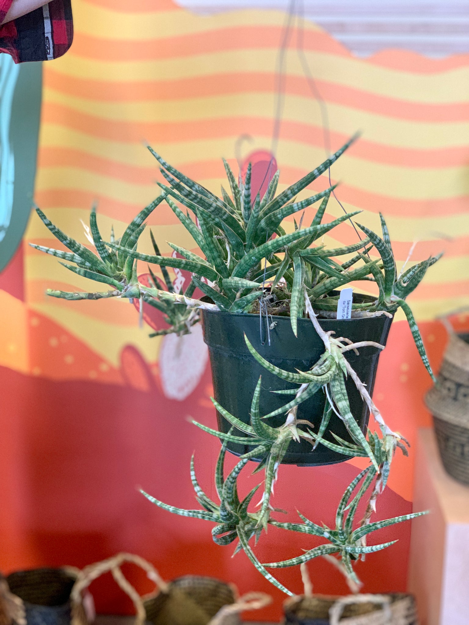 sansevieria tom gracilis Sansevieria 'Tom Grumbly' – Desert Rose Cactus Lounge