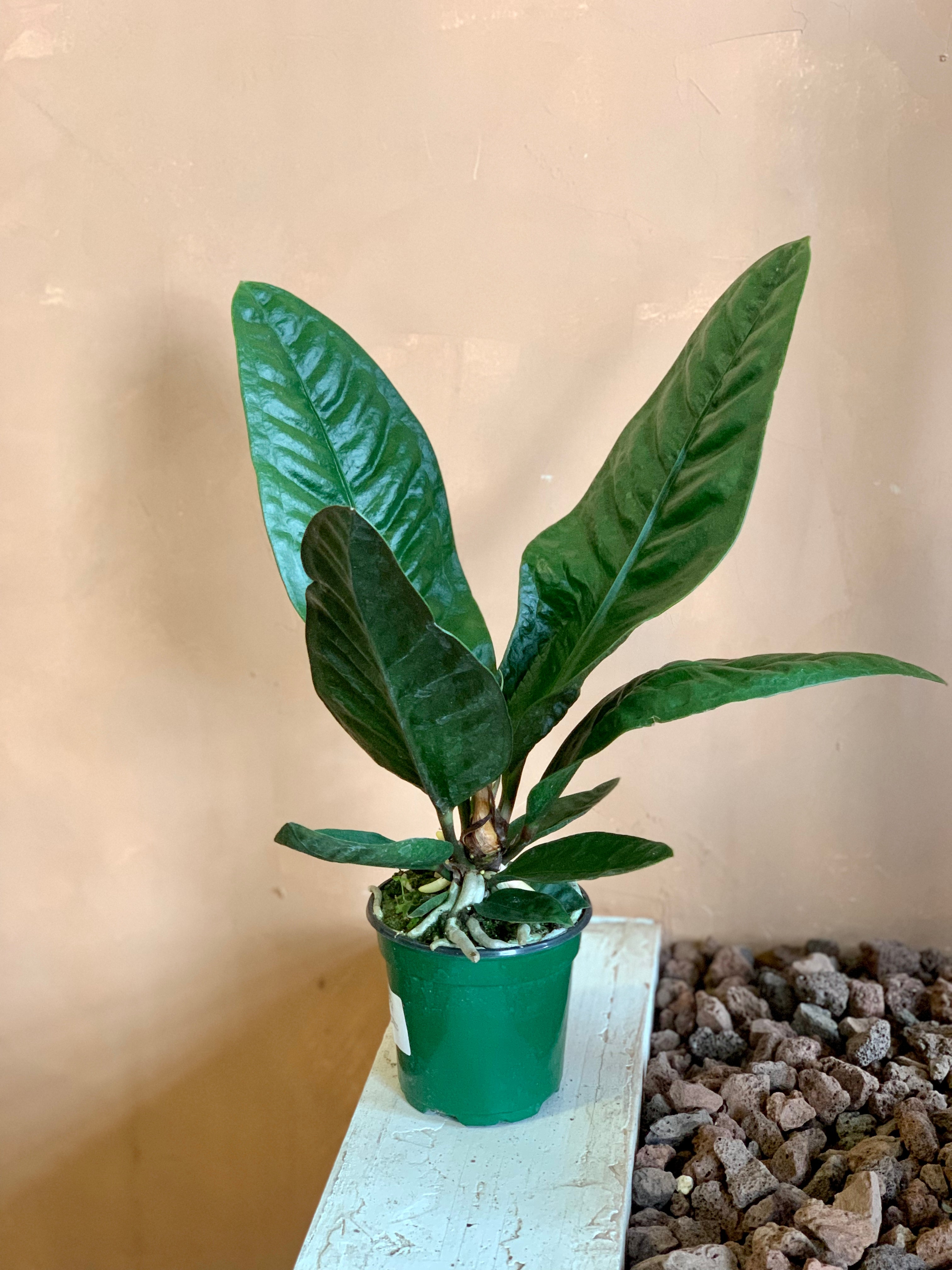 anthurium neo superbum Anthurium Superbum – Desert Rose Cactus Lounge