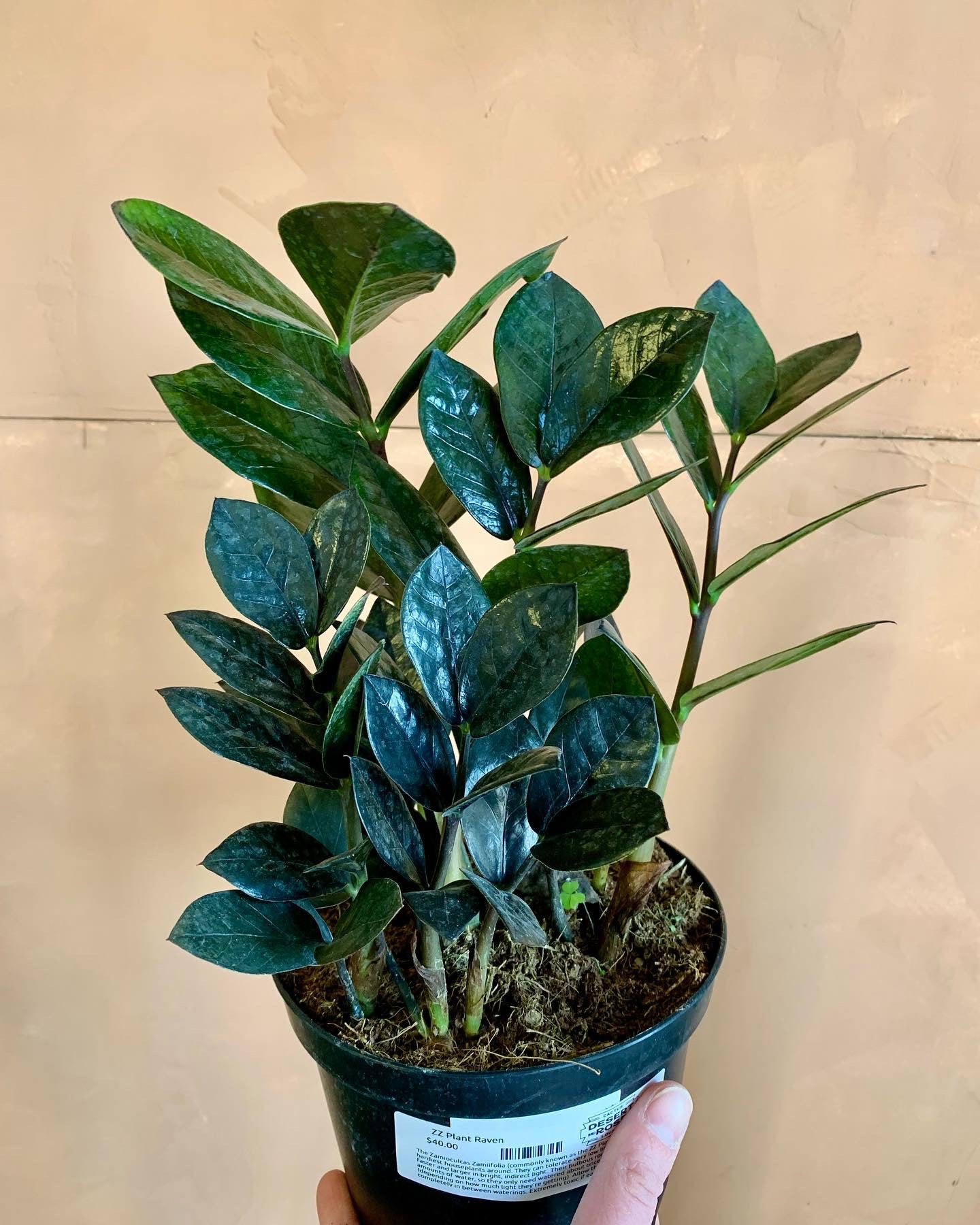 black zz plant near me ZZ Black Raven – Desert Rose Cactus Lounge