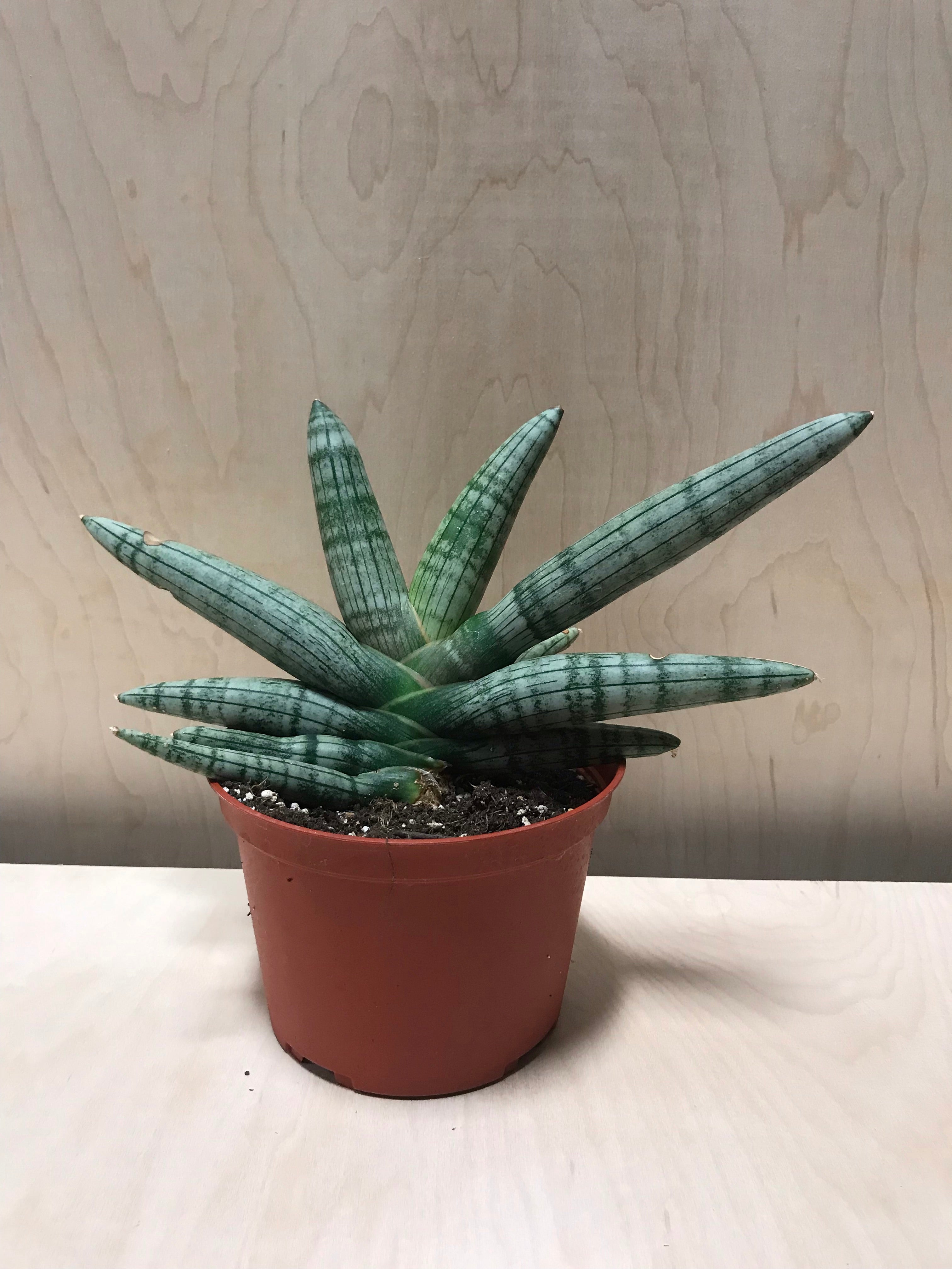 boncel snake plant Sansevieria Cylindrica 'Boncel' – Desert Rose Cactus Lounge