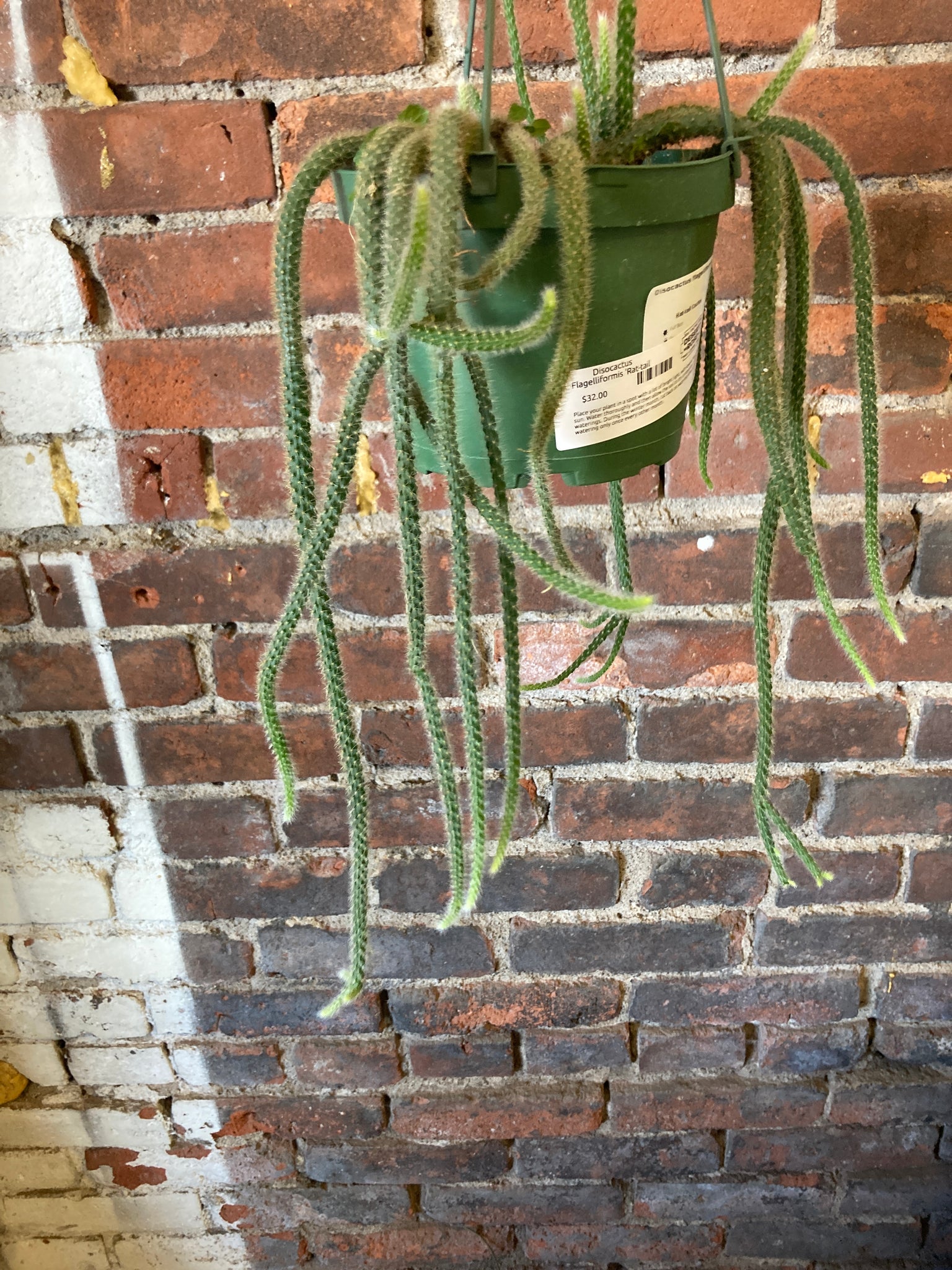hanging rat tail succulent Disocactus Flagelliformis 'Rat-tail Cactus' – Desert Rose Cactus Lounge