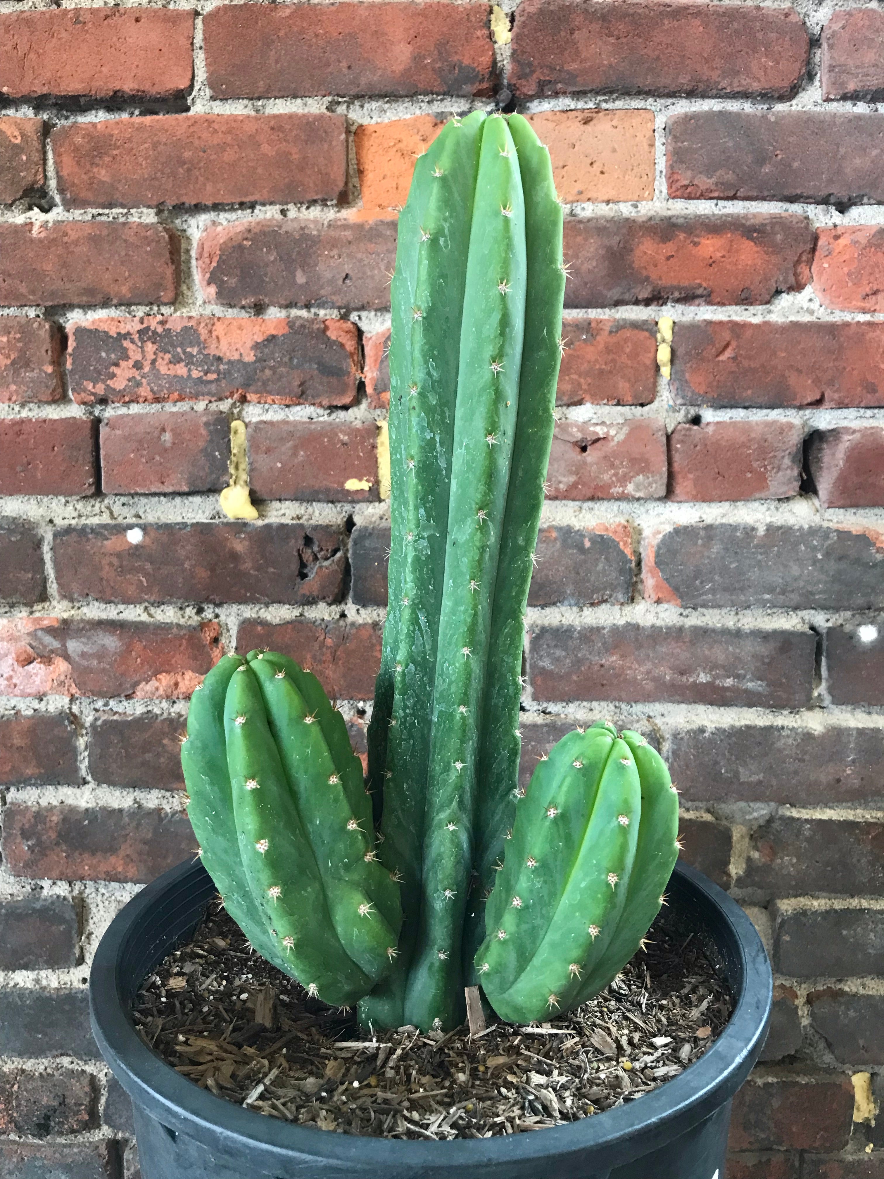 san pedro cactus for sale texas Echinopsis pachanoi 'San Pedro' – Desert Rose Cactus Lounge