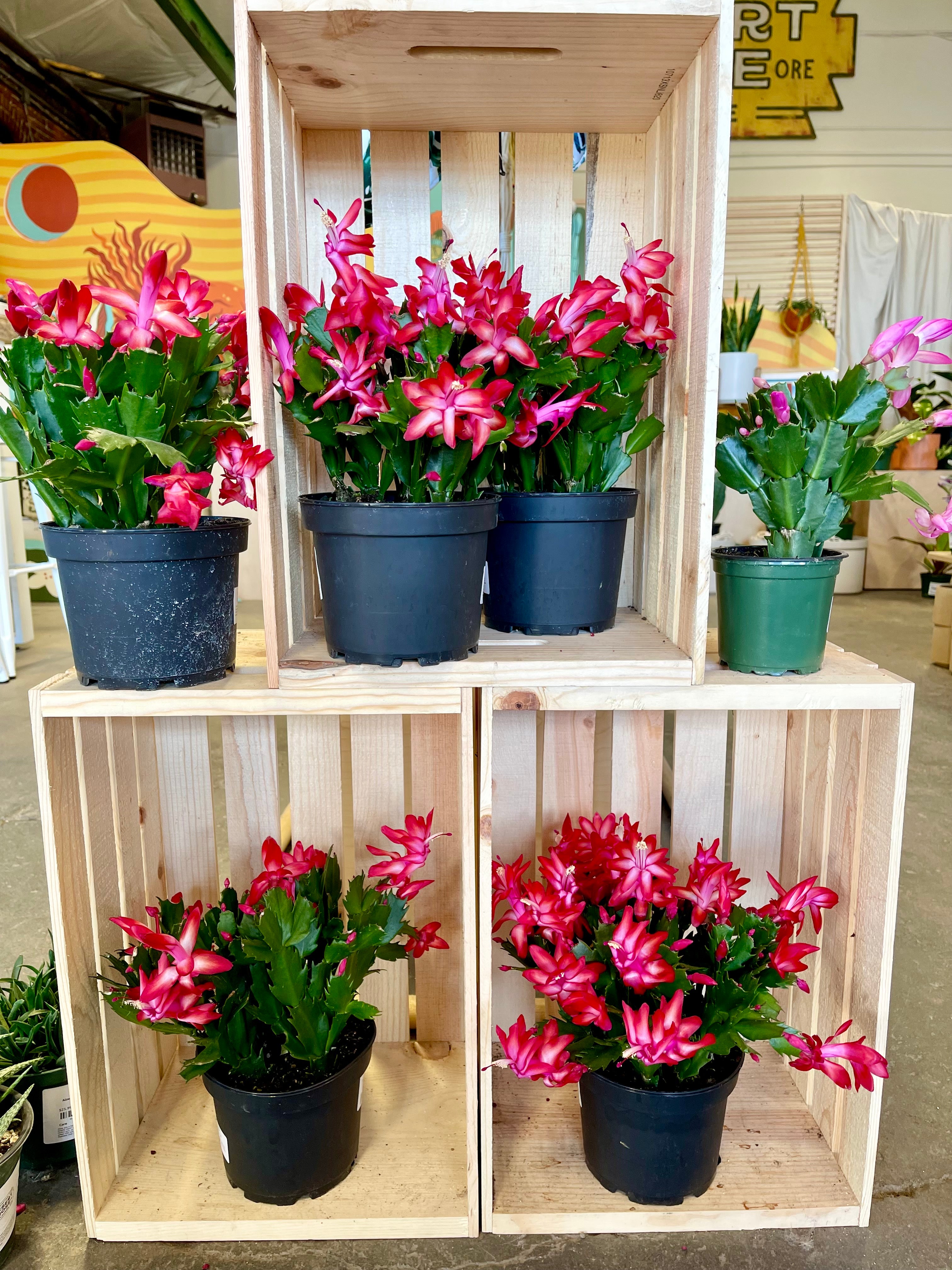 Holiday Cactus (Schlumbergera Truncata)