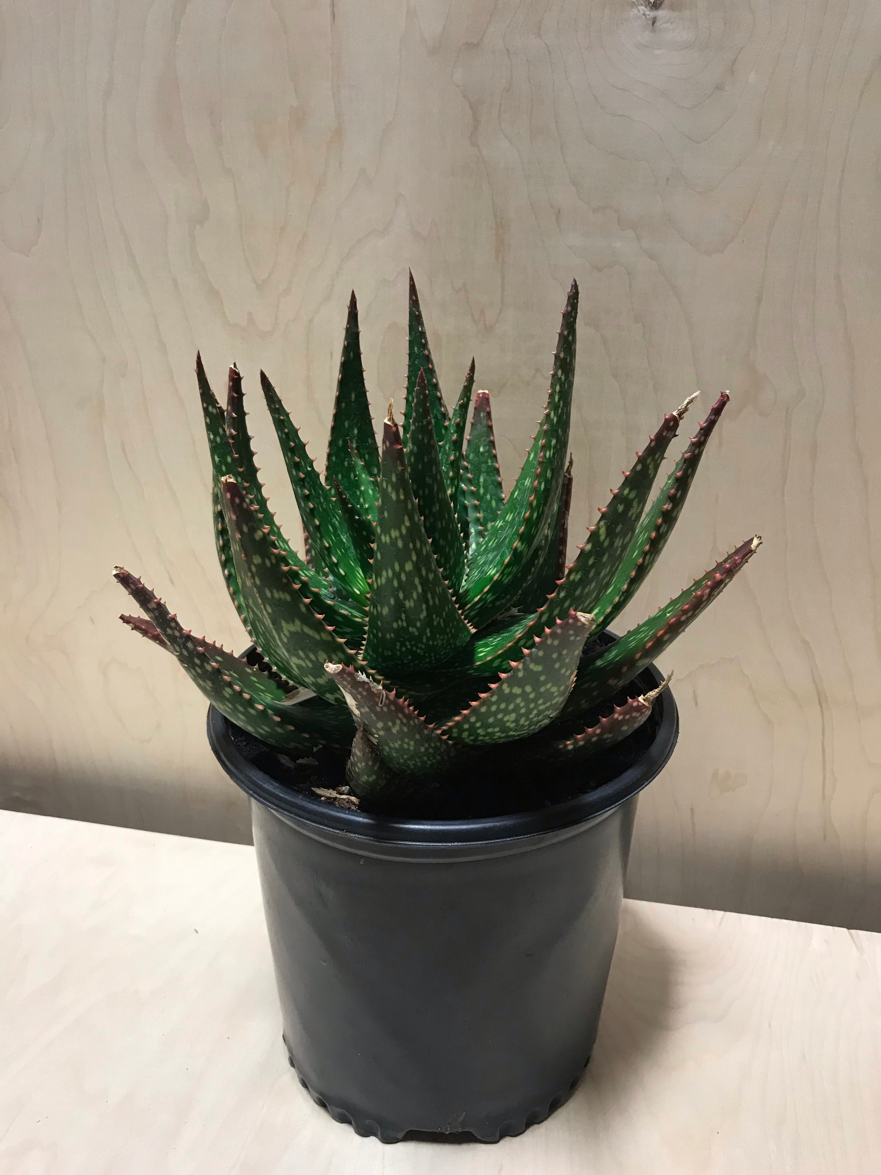 Aloe Apache – Desert Rose Cactus Lounge