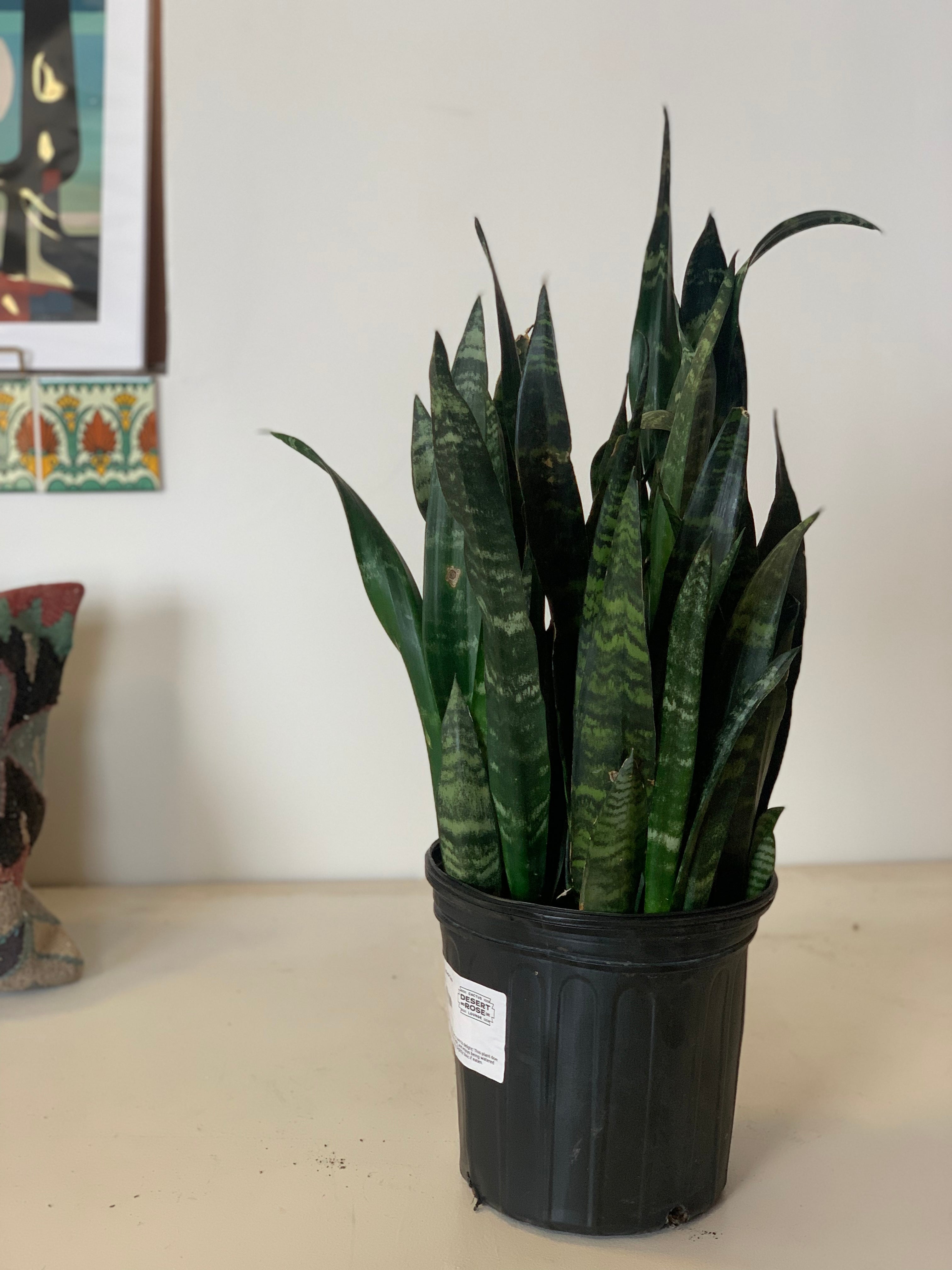 sansevieria black coral Sansevieria Black Coral – Desert Rose Cactus Lounge
