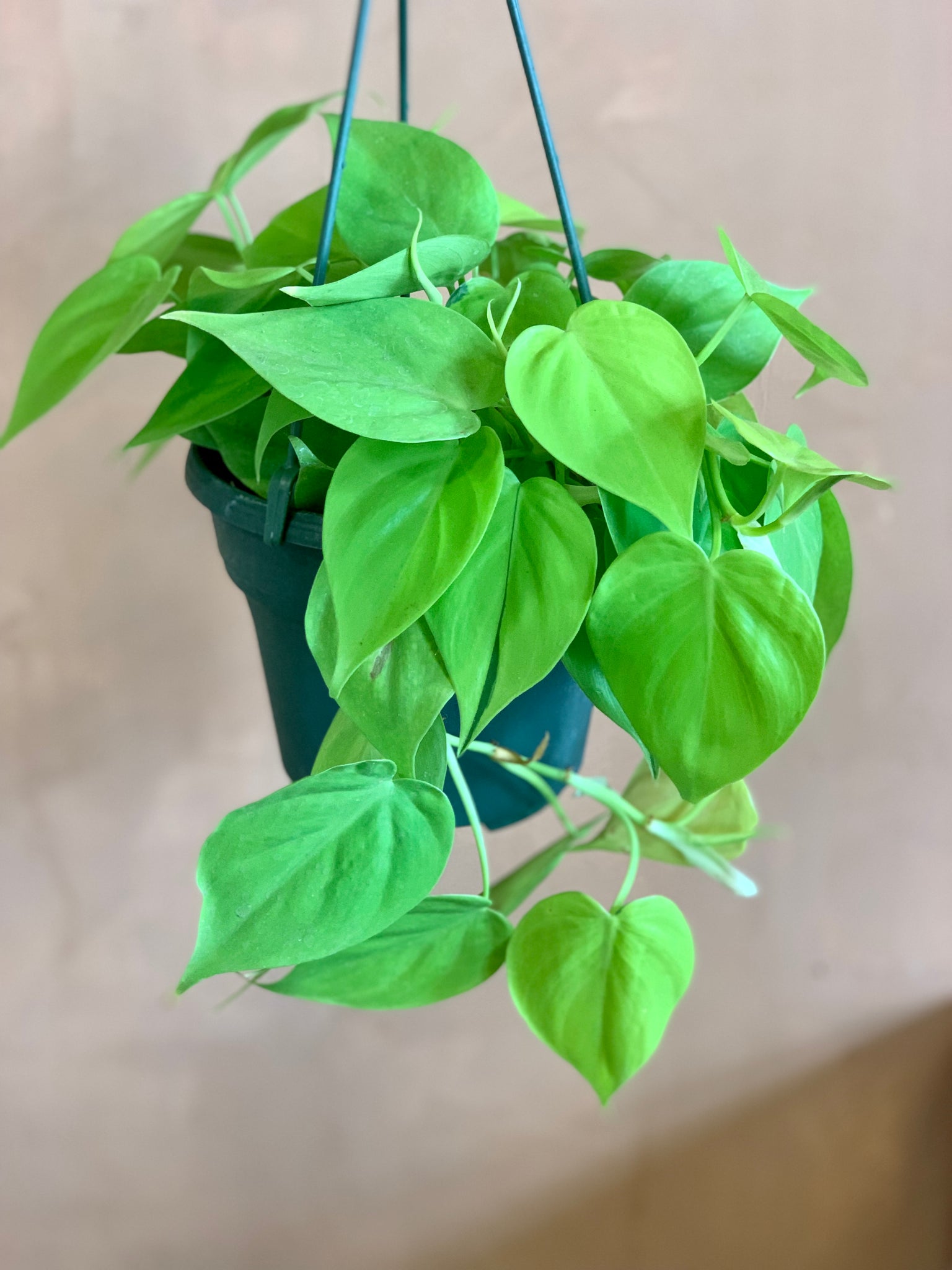 philodendron lemon lime price Philodendron "Lemon Lime" – Desert Rose Cactus Lounge