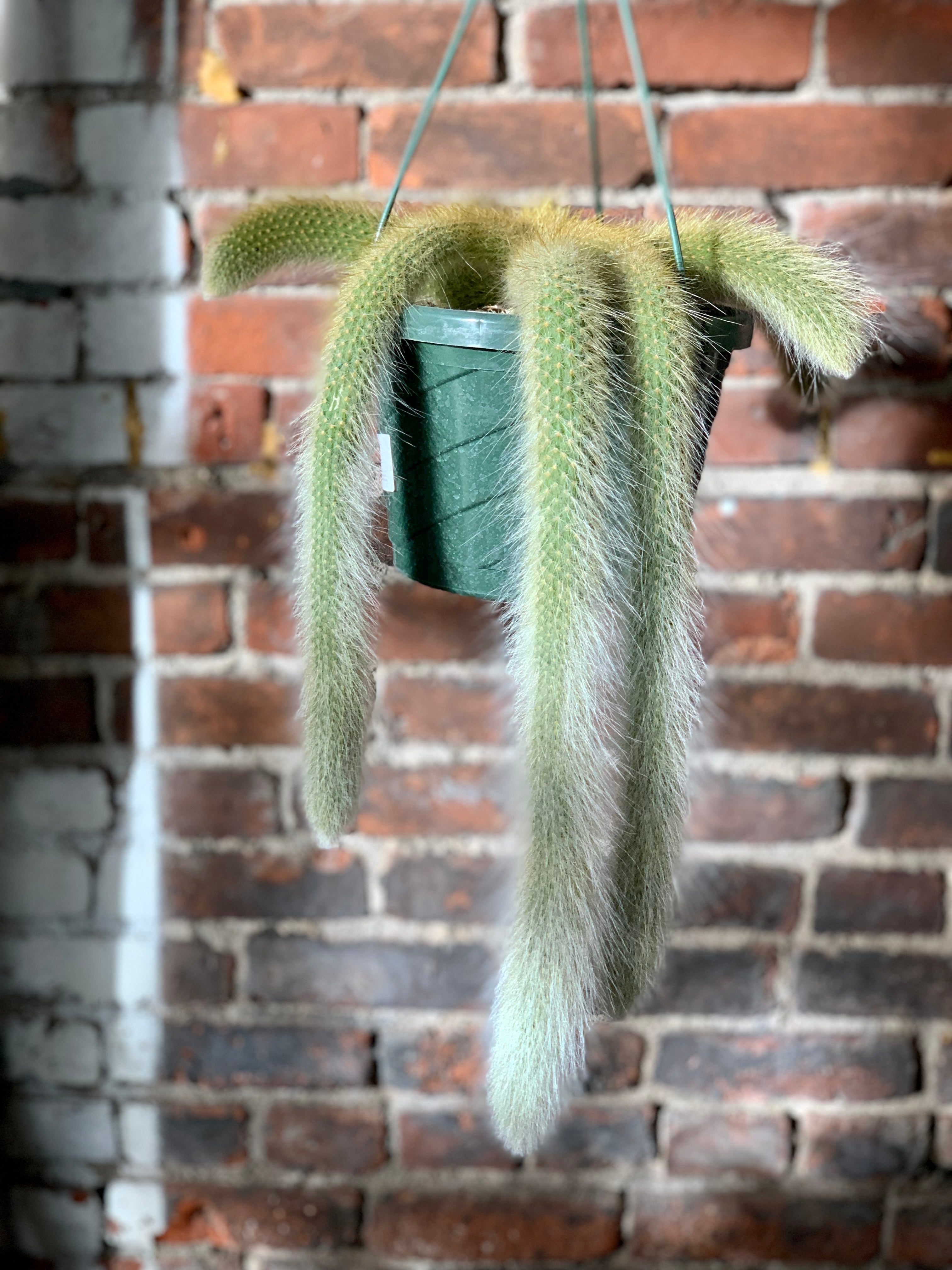 Monkey Tail Cactus (Hildewintera colademononis)