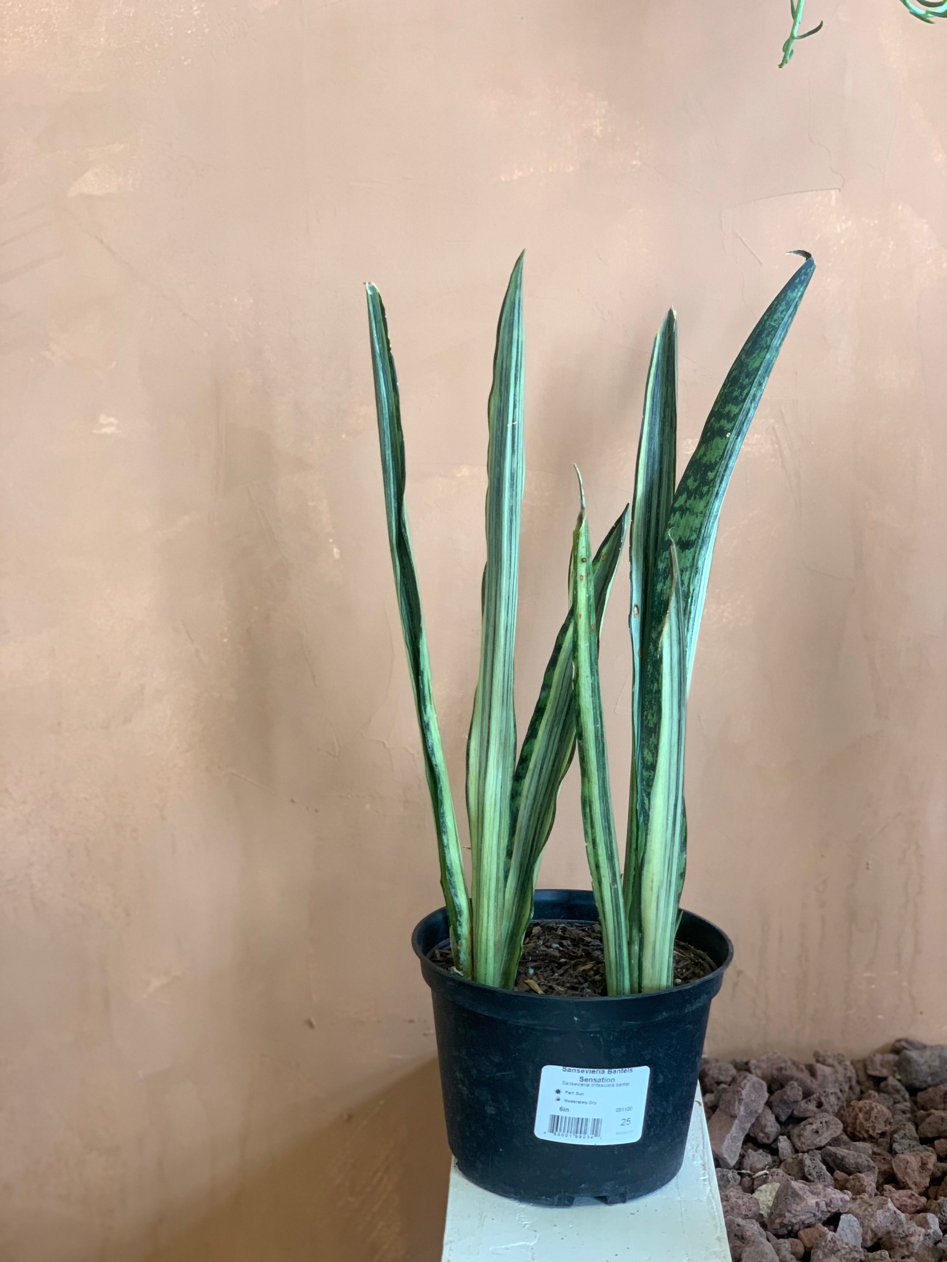 bantels sensation snake plant Sansevieria Bantel's Sensation – Desert Rose Cactus Lounge