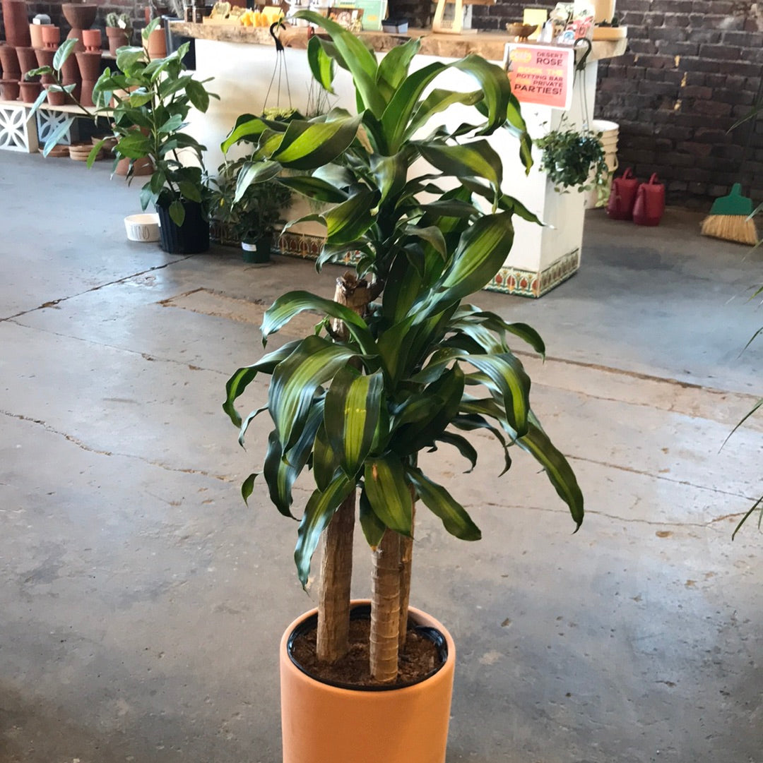 mass cane dracaena Dracaena Mass Cane – Desert Rose Cactus Lounge
