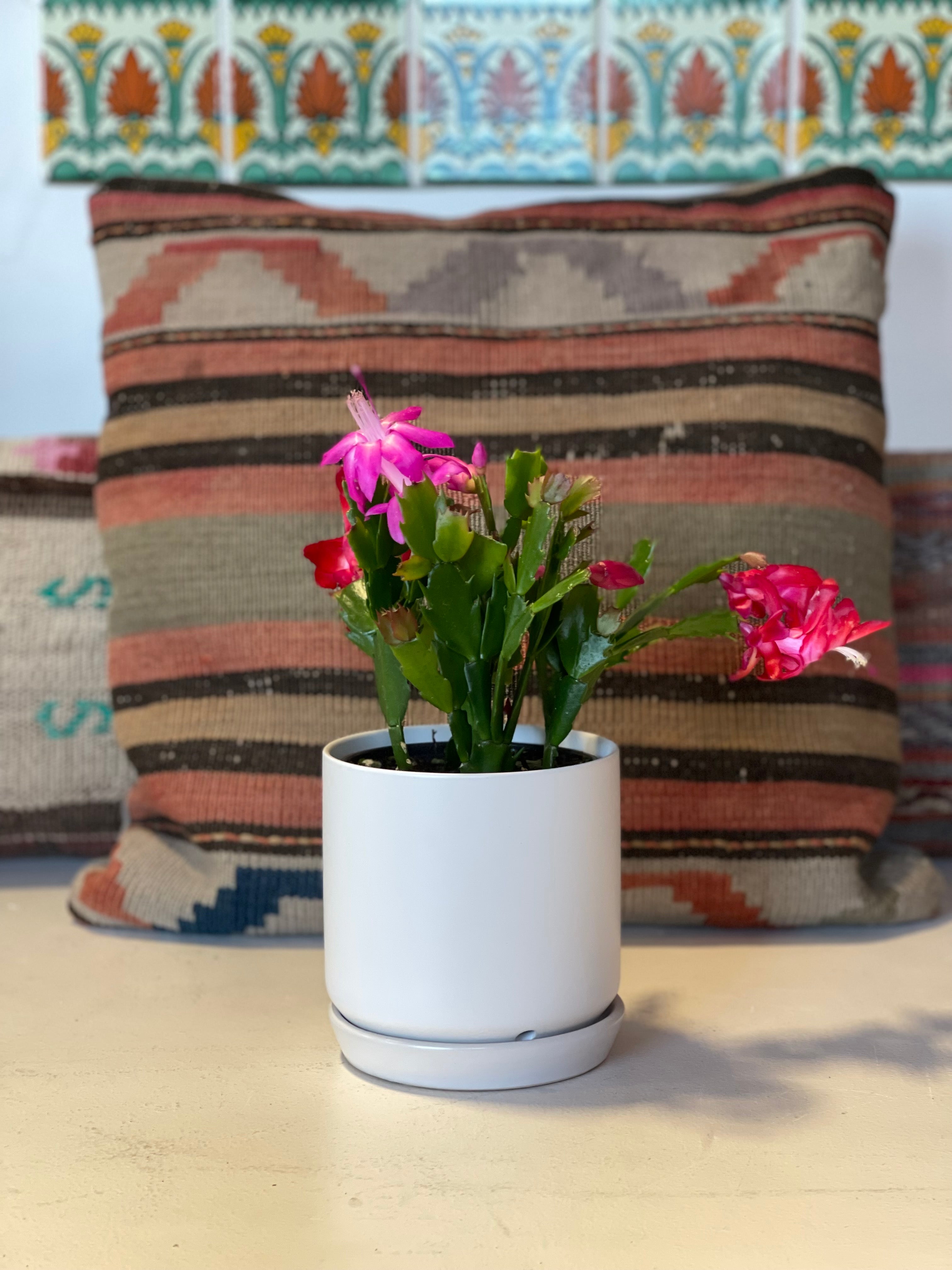 Holiday Cactus (Schlumbergera Truncata)