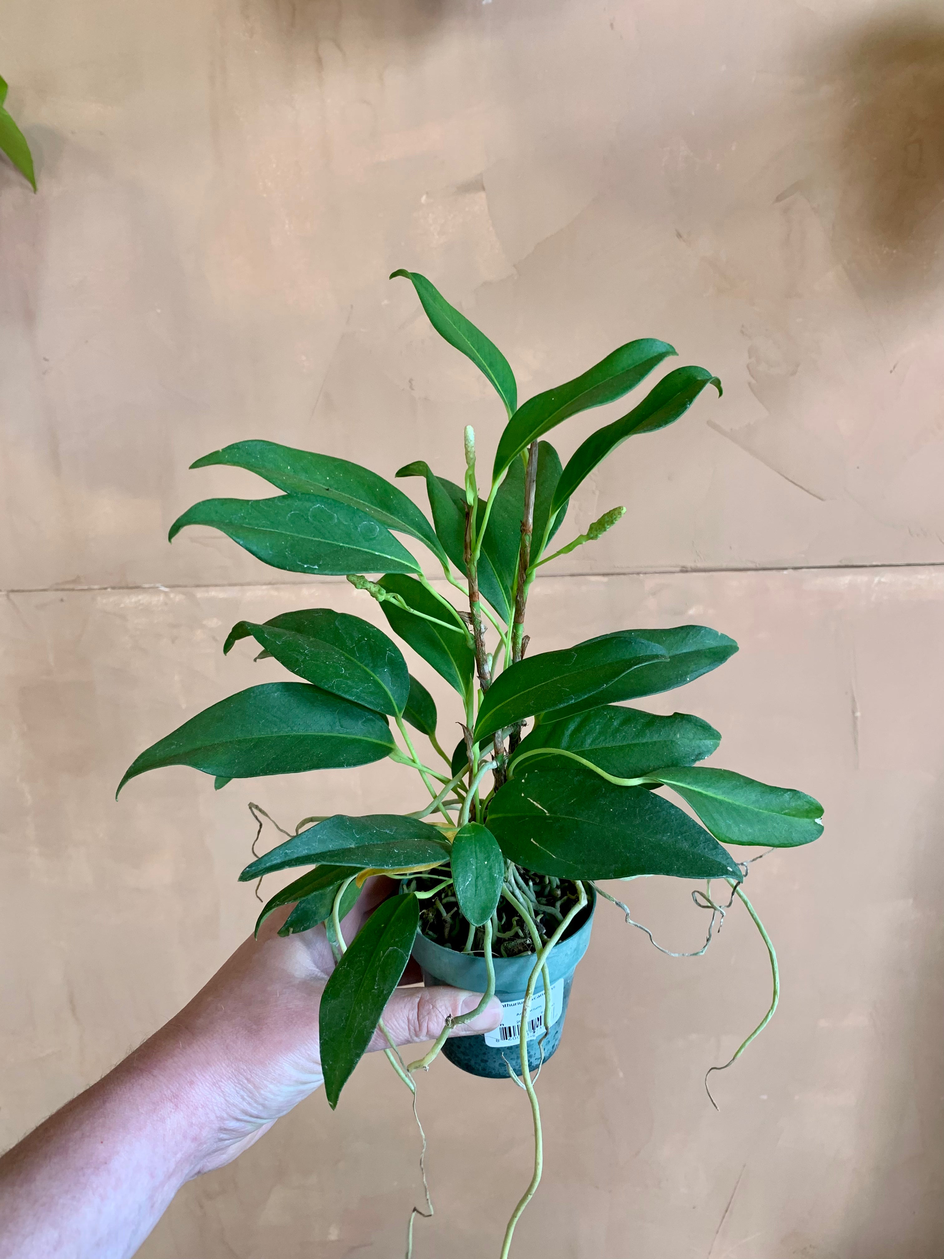 Anthurium Scandens