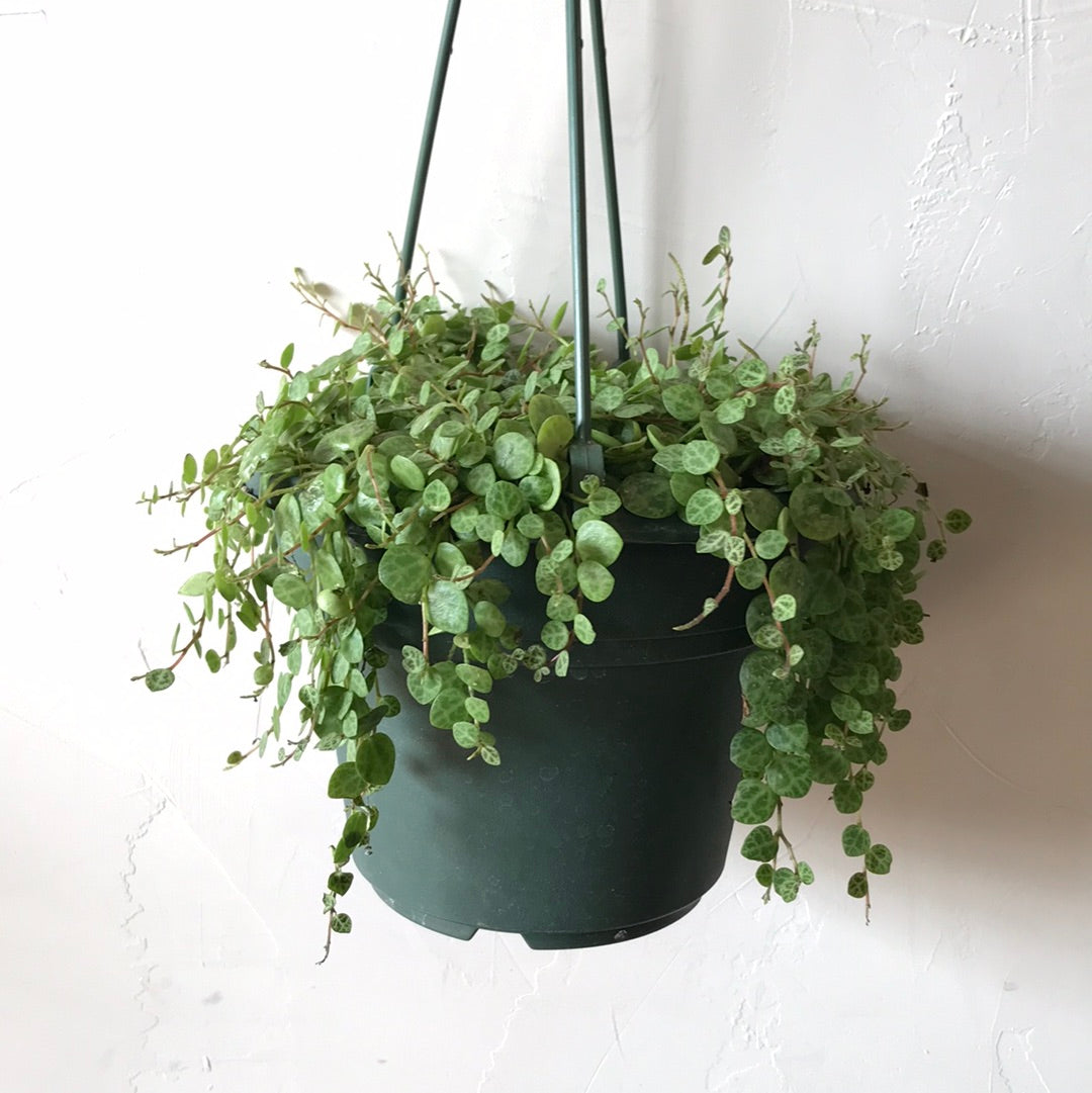 turtle shell succulent Peperomia Prostrata "String of Turtles" – Desert Rose Cactus Lounge