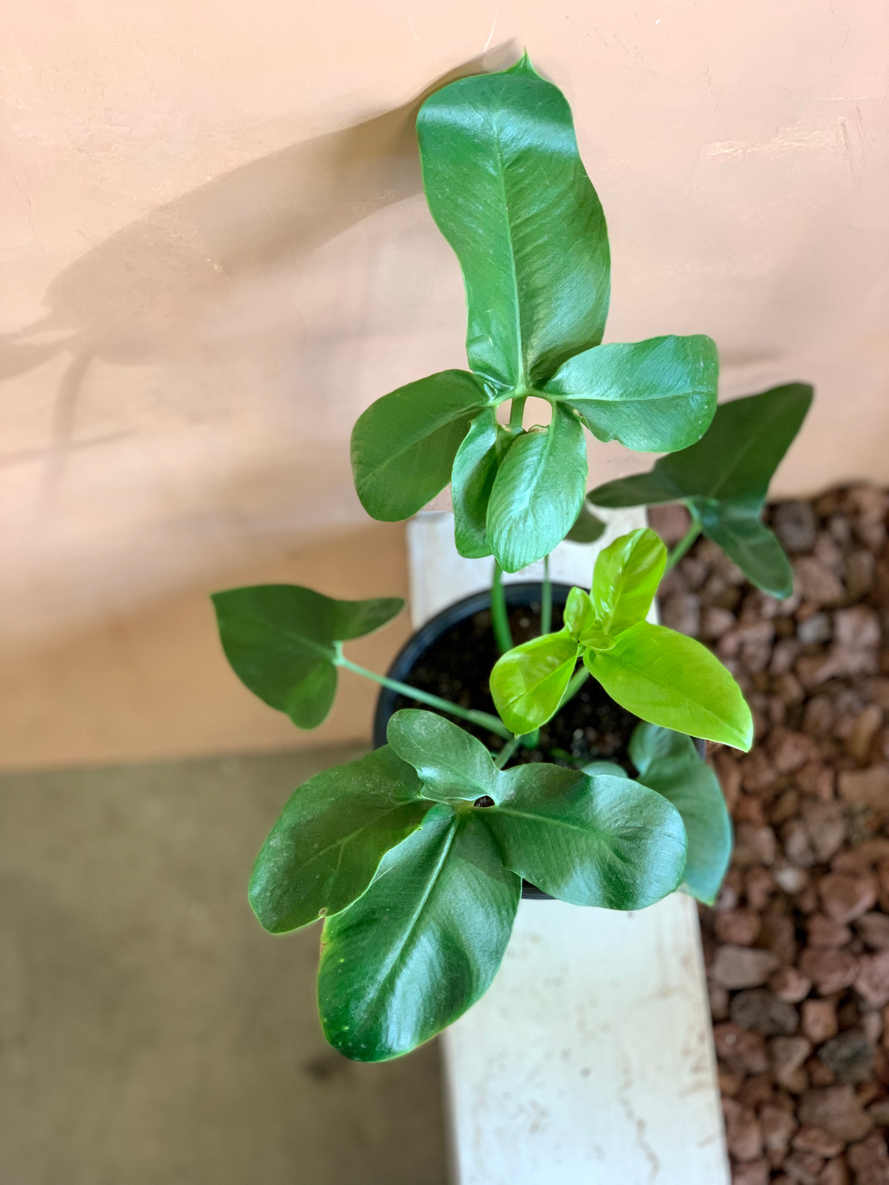 philodendron fun bun care Philodendron 'Fun Bun' – Desert Rose Cactus Lounge